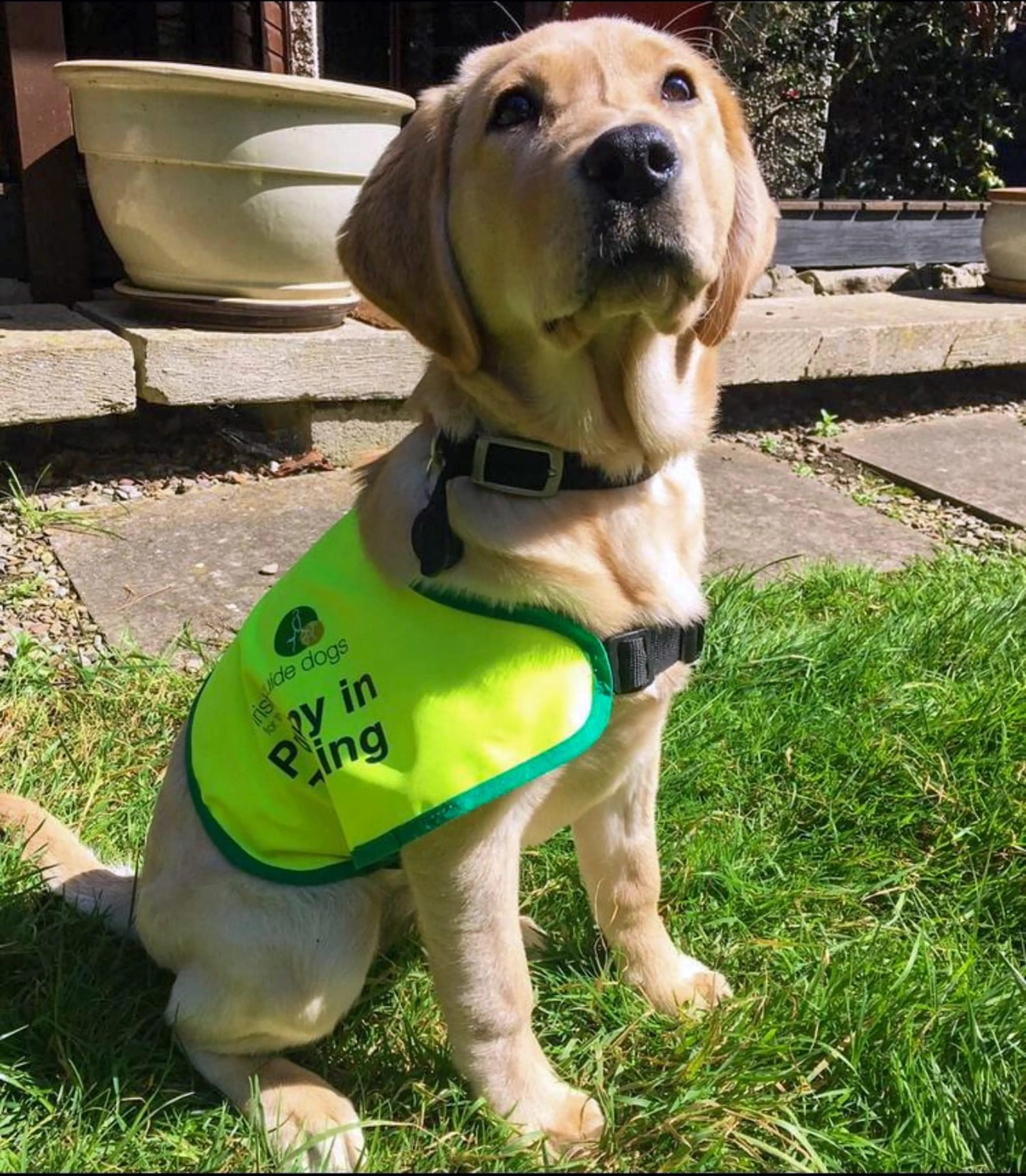 A yellow Labrador Retriever wearing a bright green service dog vest that reads "Guide dogs" and "prov in" stands attentively on grass in a sunny garden setting.