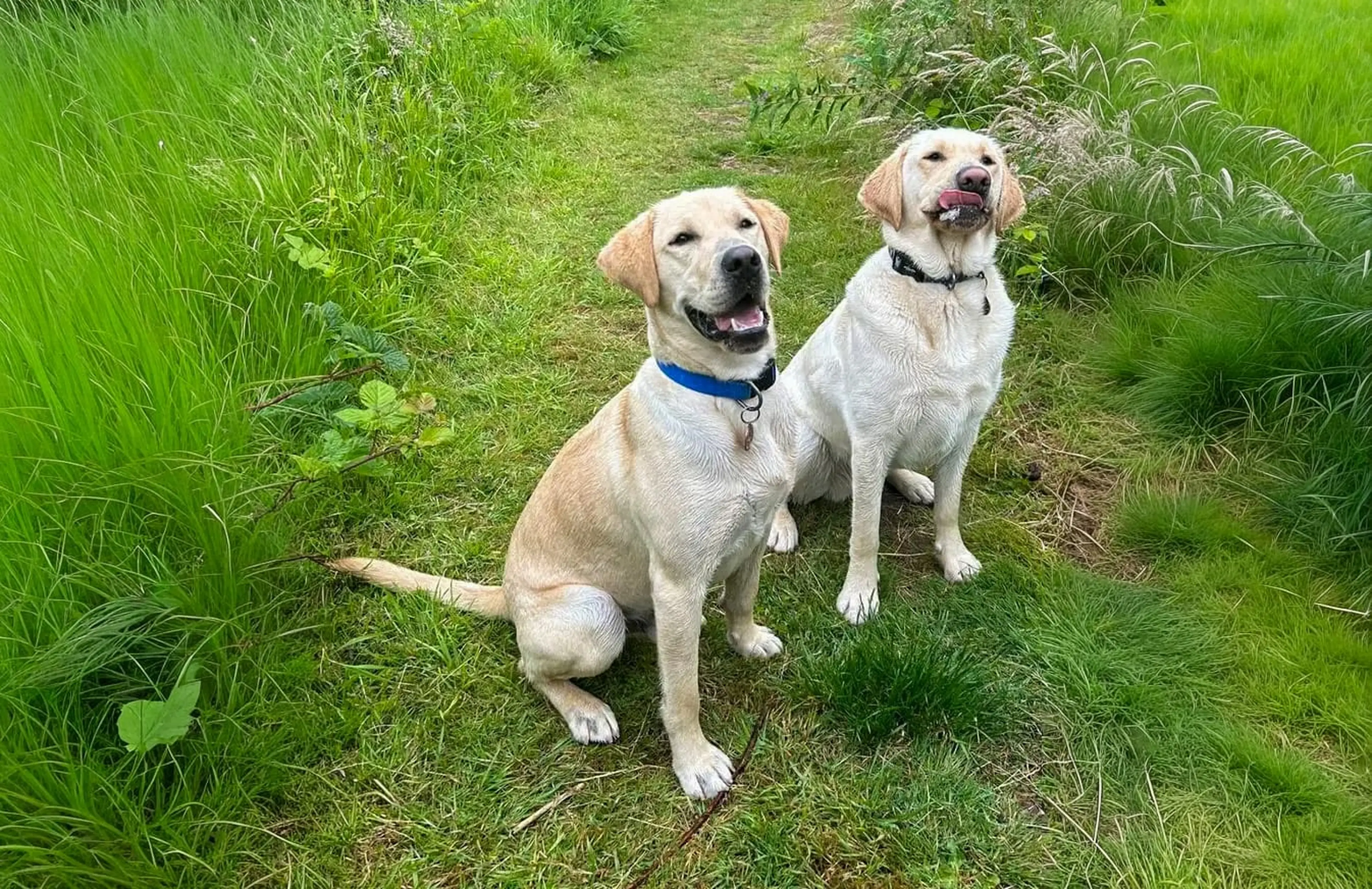 Two yellow Labrador Retrievers sitting side by side on a grassy path lined with tall grass and vegetation, both wearing collars and looking at the camera.