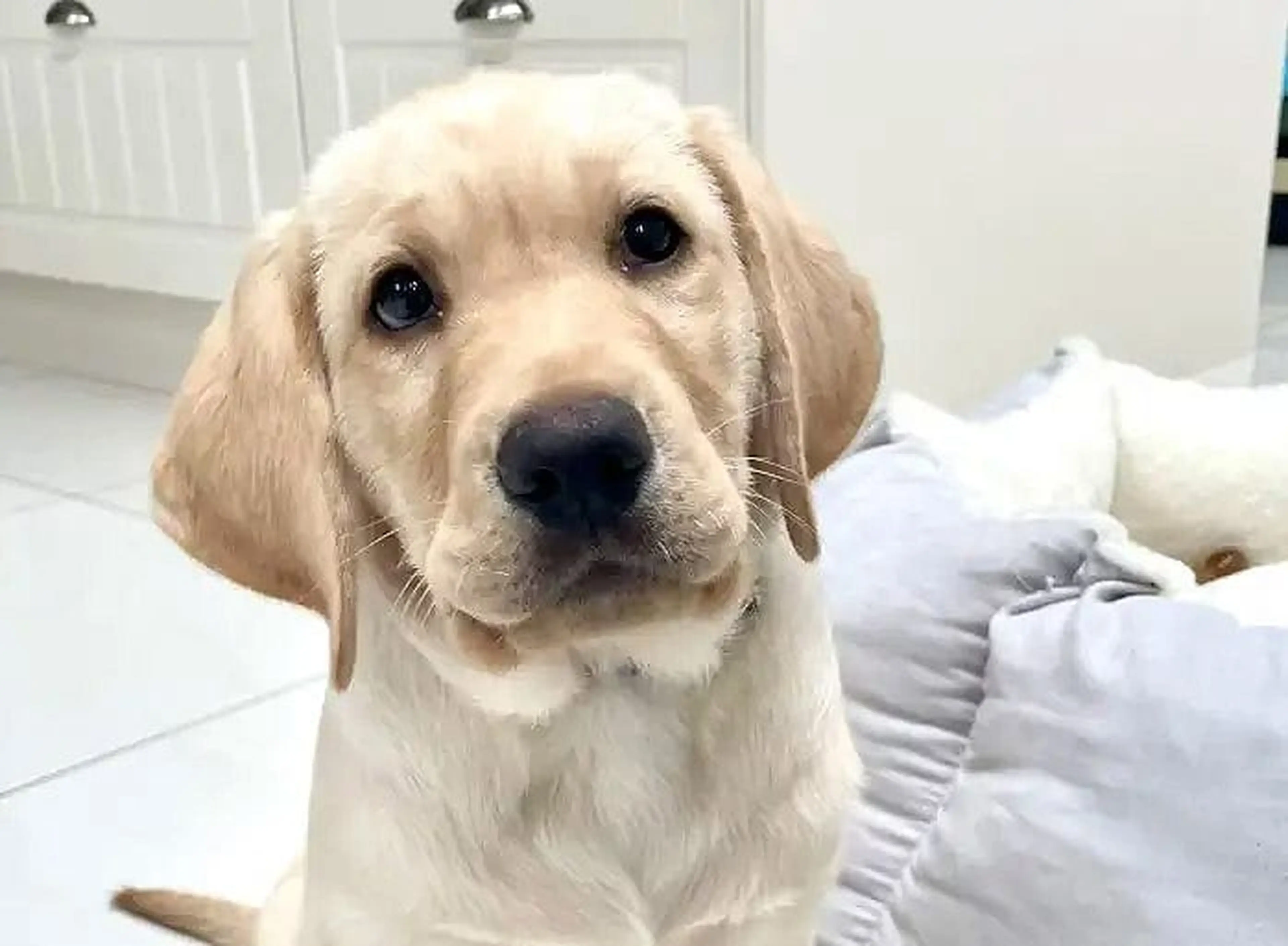 A cream-colored Labrador Retriever sits indoors looking directly at the camera with a gentle expression, with white cabinetry and bedding visible in the background.