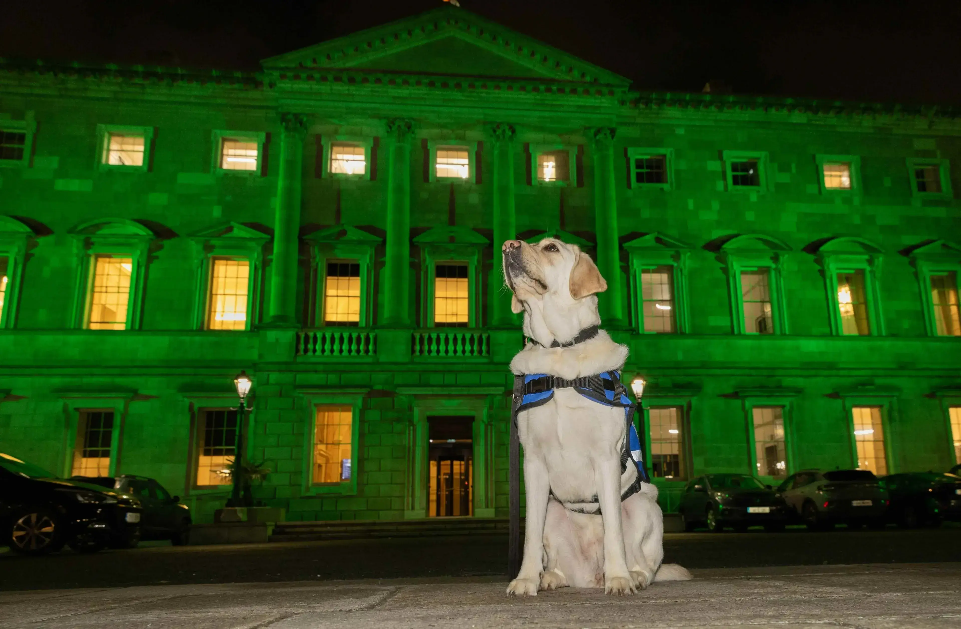 A white dog wearing a blue harness sits facing a brightly illuminated green neoclassical building at night.