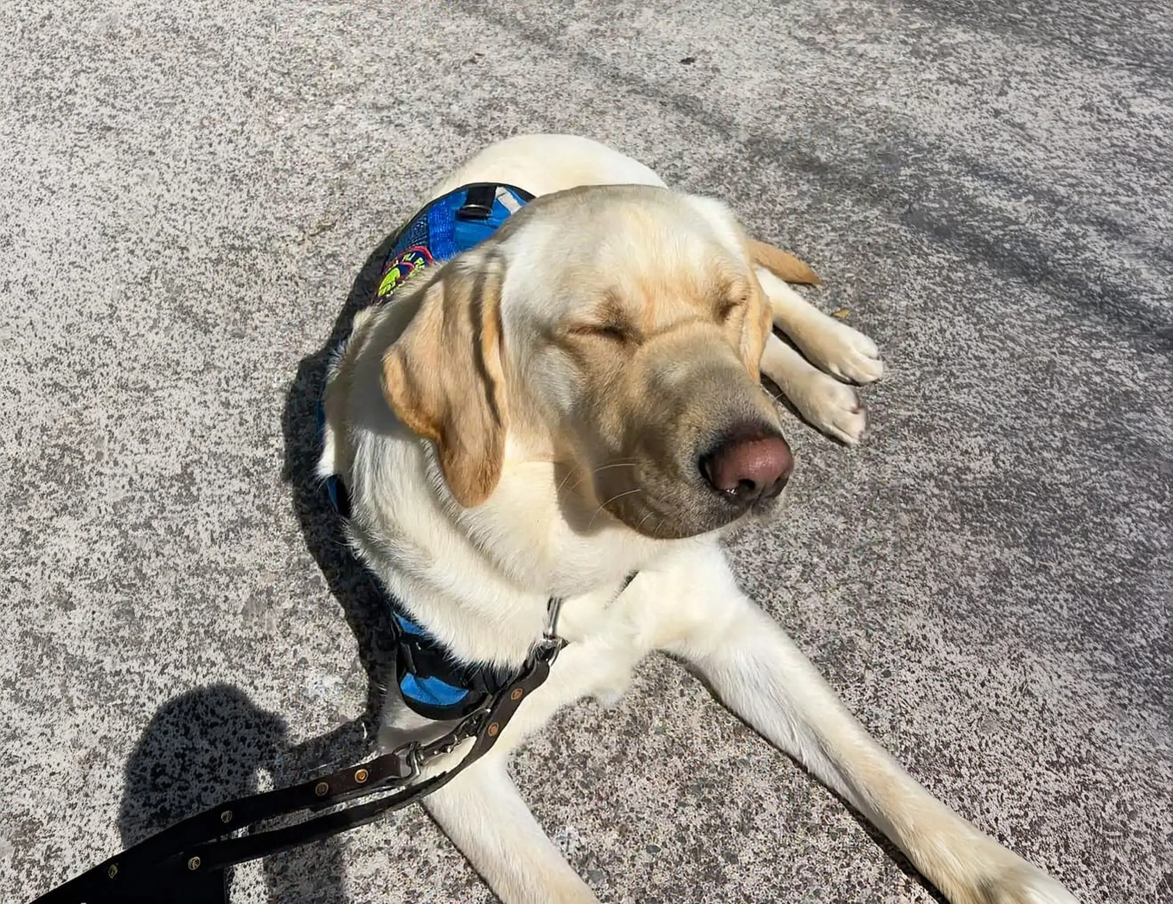 A cream-colored Labrador Retriever wearing a blue and black harness lies on gray pavement with its eyes closed and tongue out.