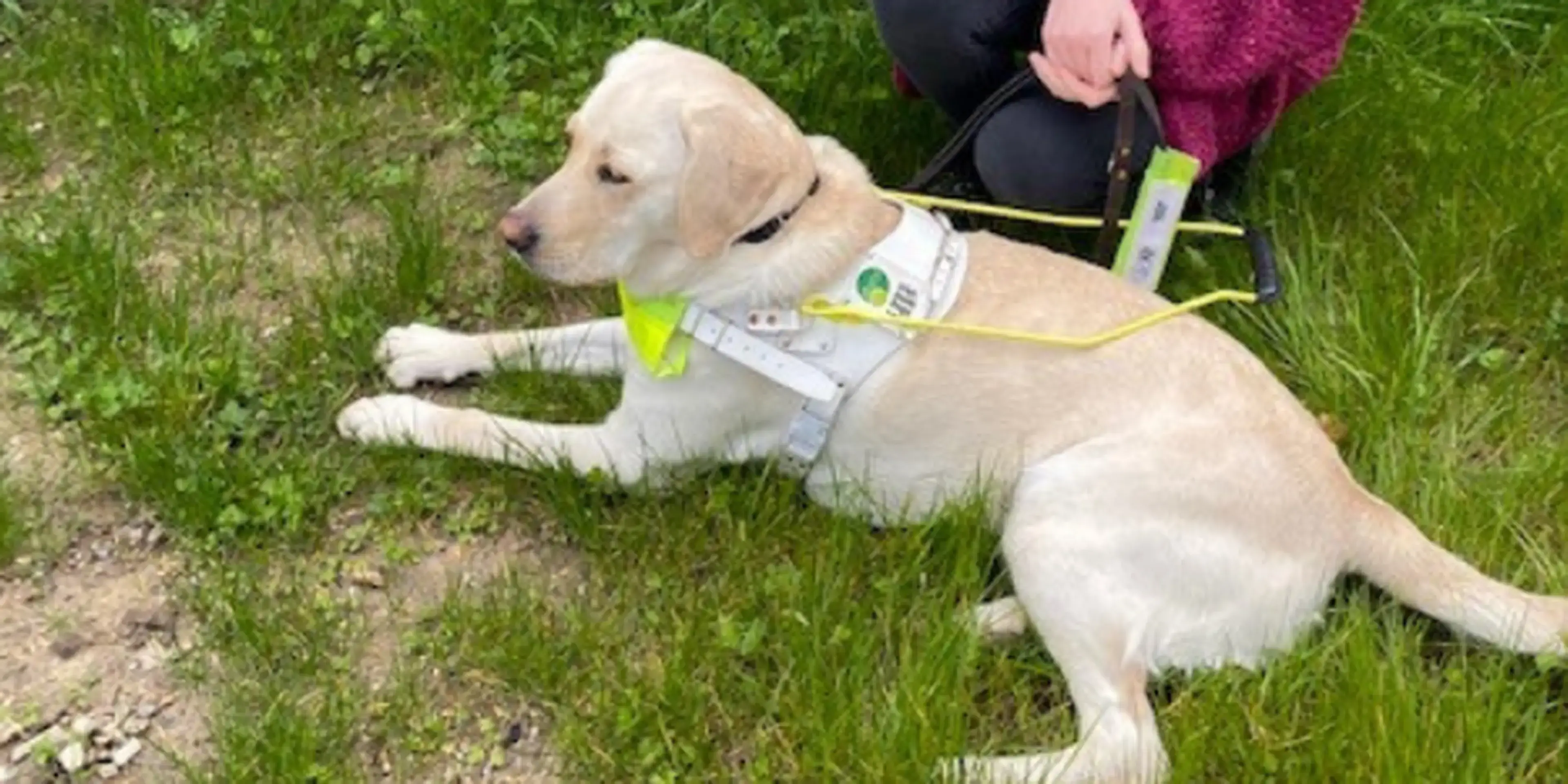A cream-colored Labrador Retriever wearing a service dog harness lies on grass while being held by a handler in a burgundy sweater.