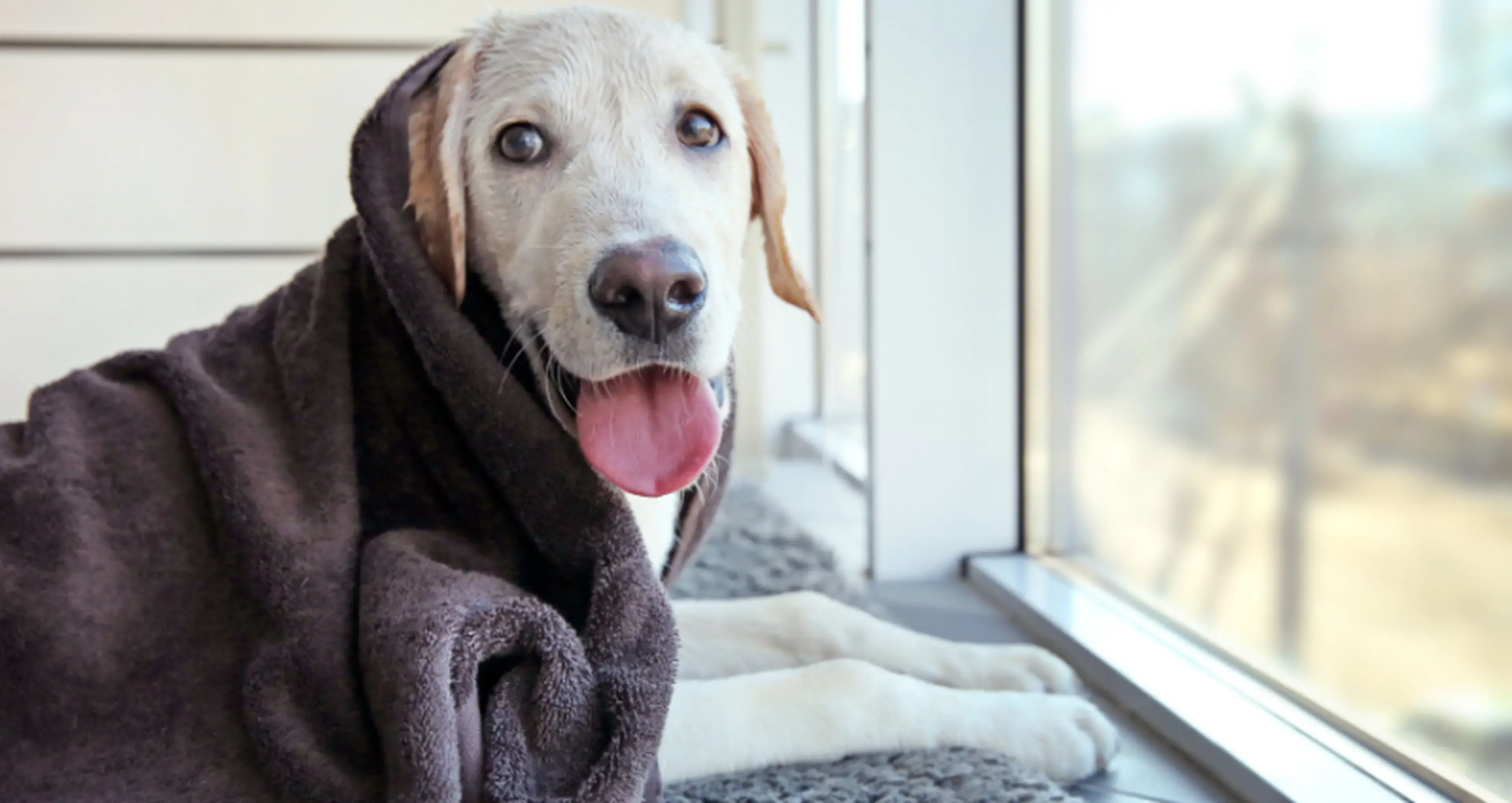 A happy dog with a white and brown face, wearing a gray sweater, sits by a window with its tongue out and looks directly at the camera.