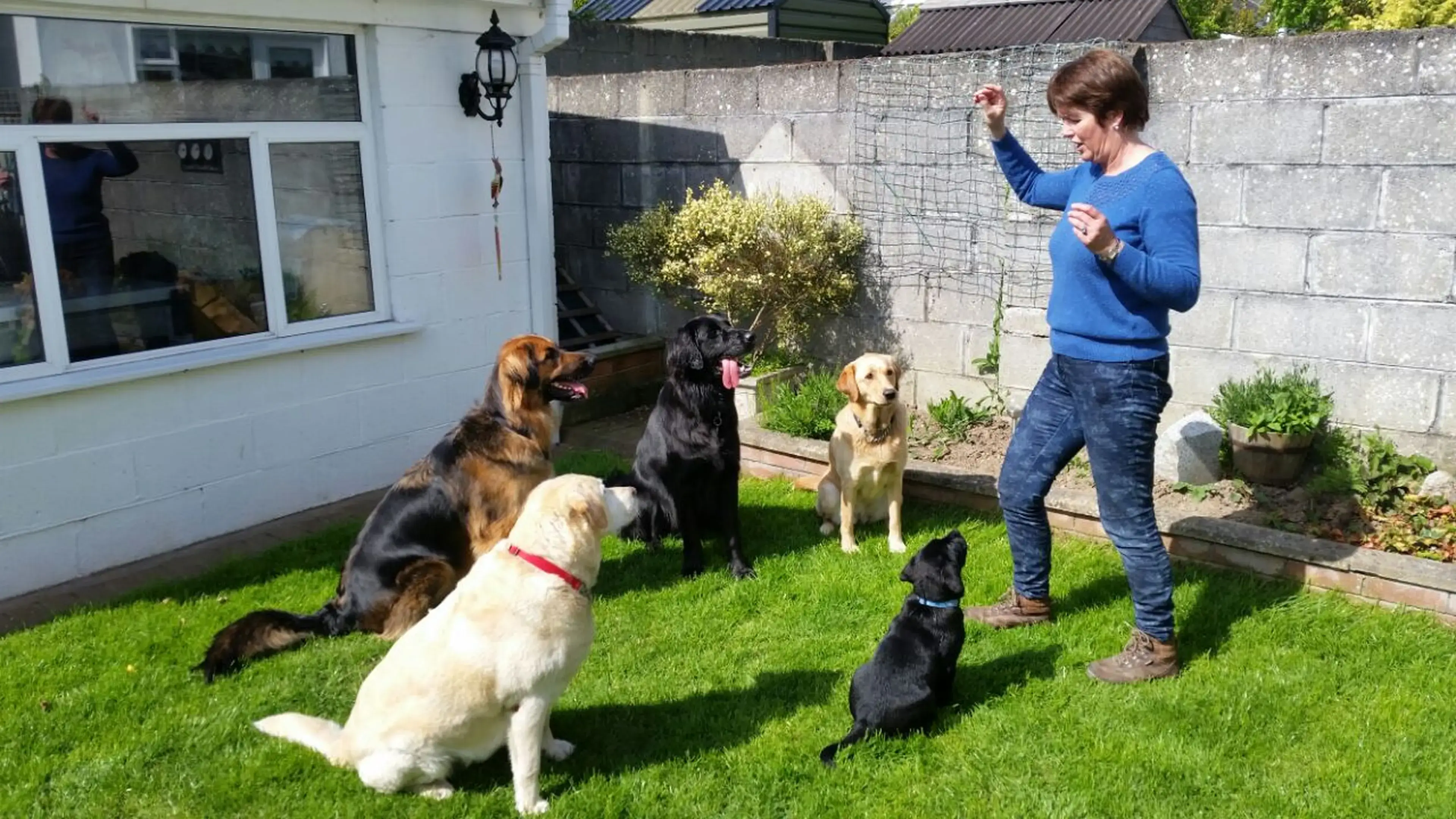 A woman in a blue sweater trains multiple dogs of various colors in a sunny backyard garden.
