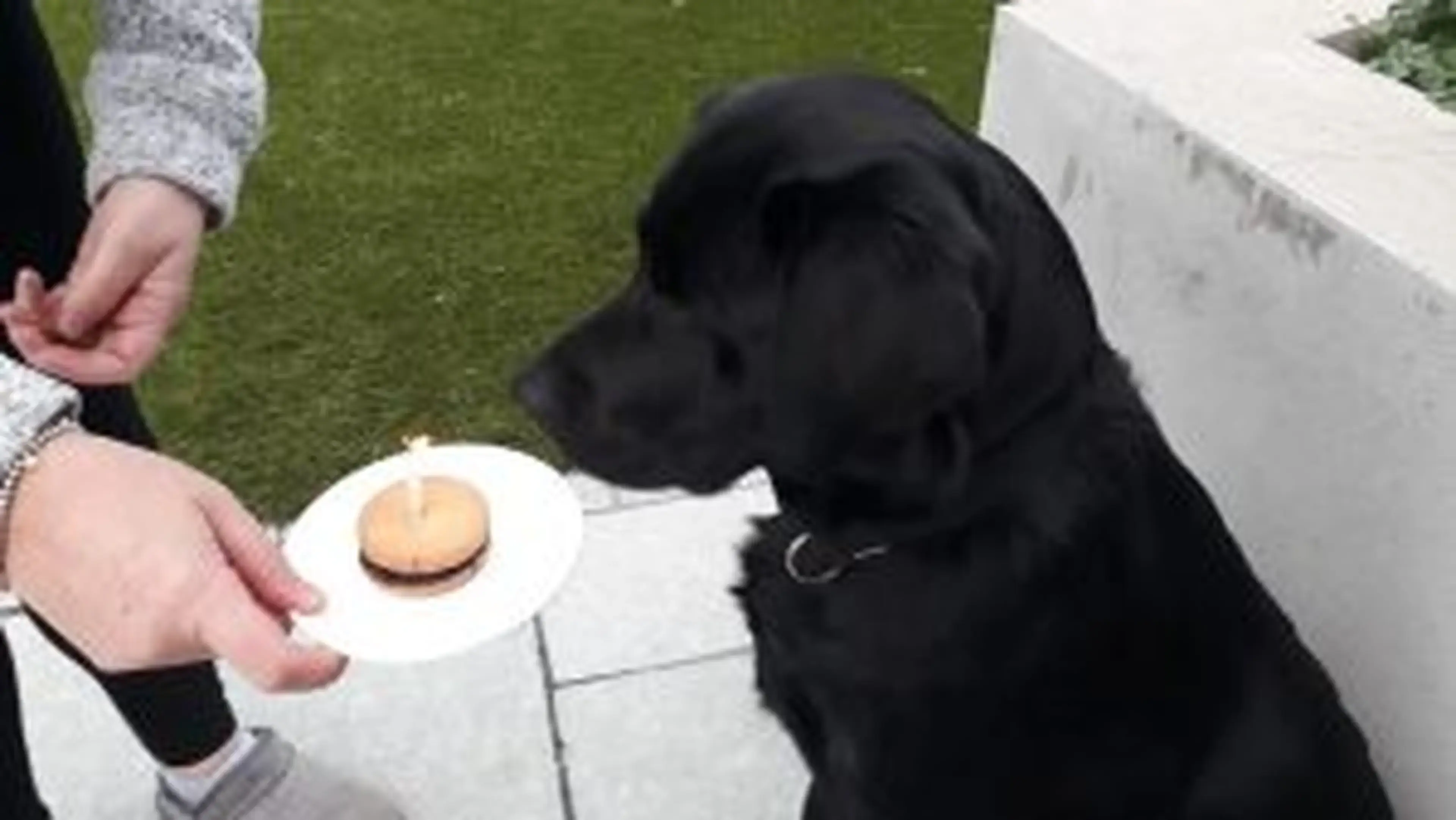 A black dog looks at a small round cookie or treat on a white plate being held by a person in a gray sweater, standing on green grass.
