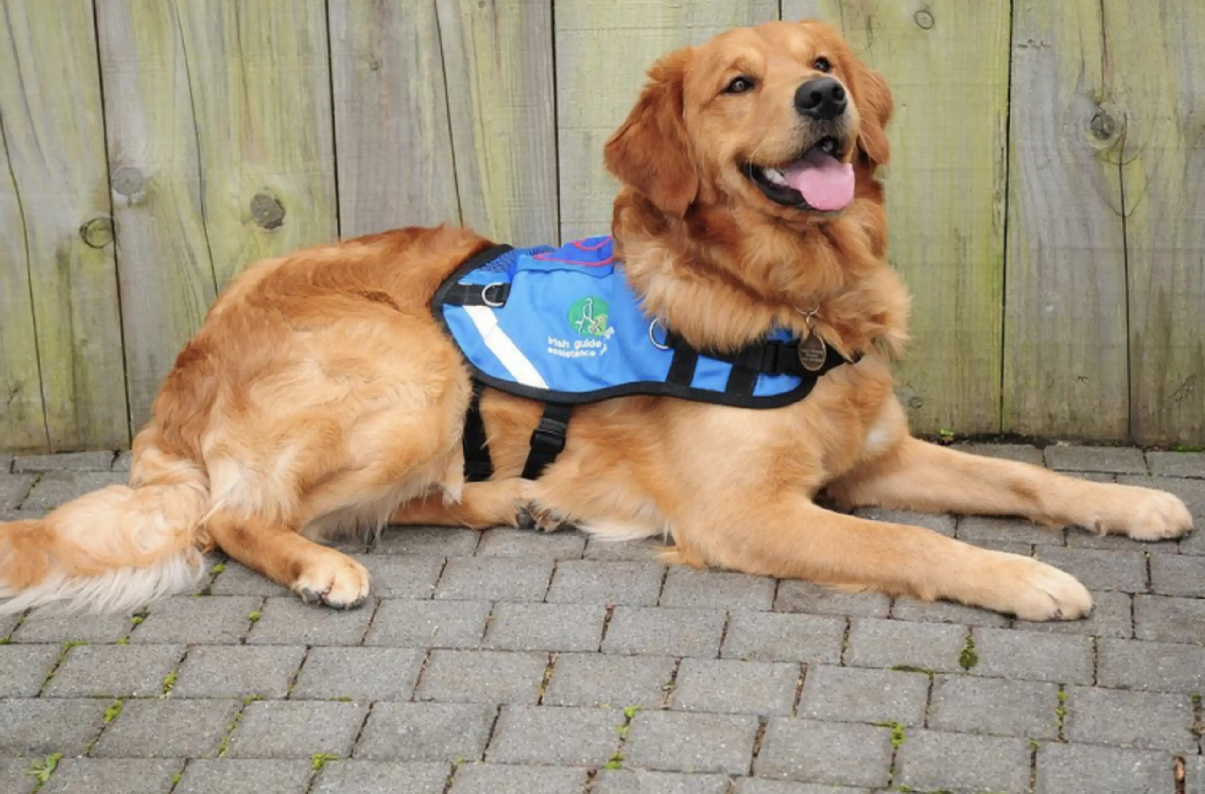A friendly golden retriever wearing a blue service dog vest lies on a brick patio with its tongue out, looking happy and content.