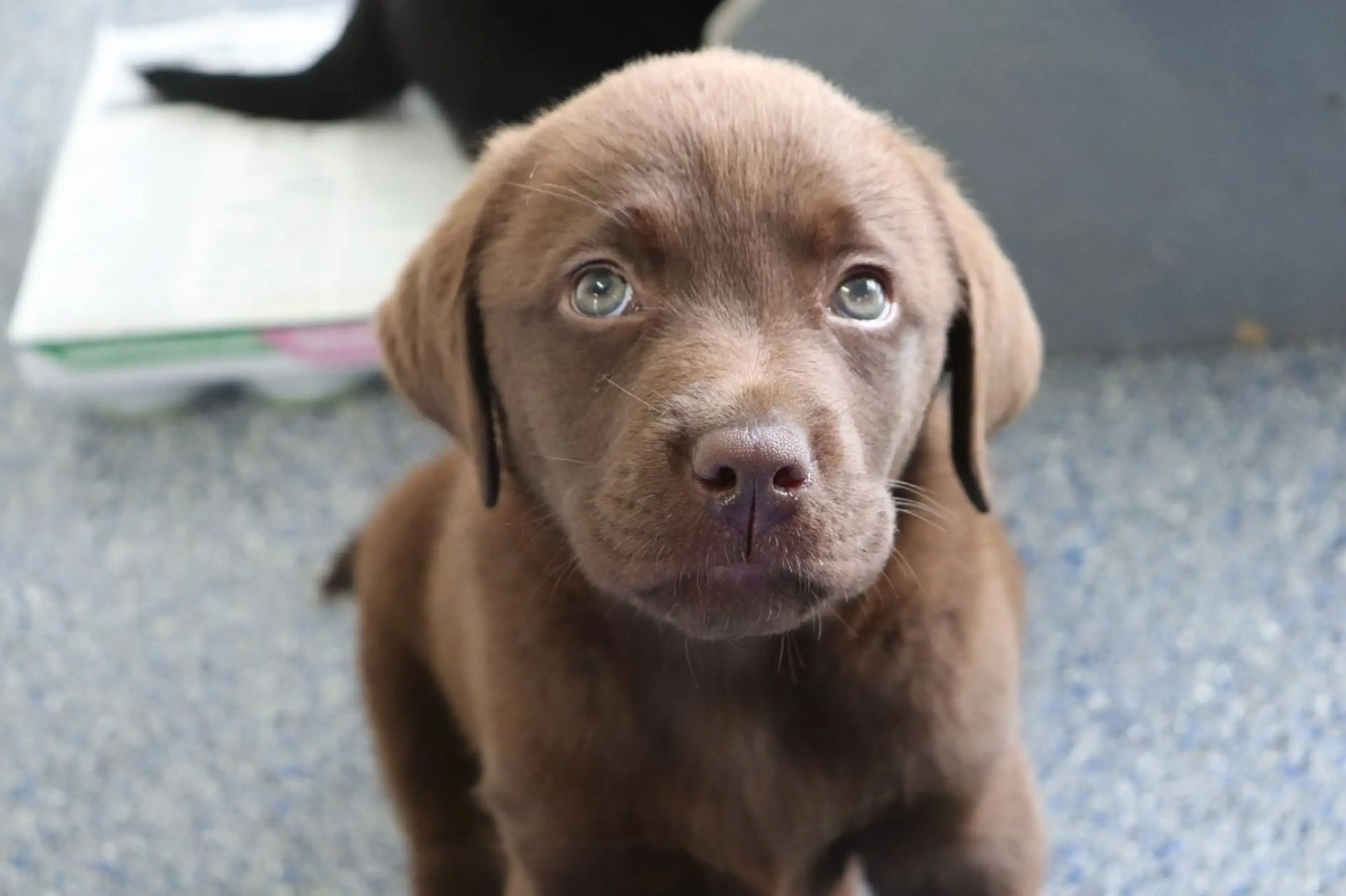 A brown Labrador Retriever with striking light blue eyes gazes directly at the camera while lying on a carpeted floor indoors.