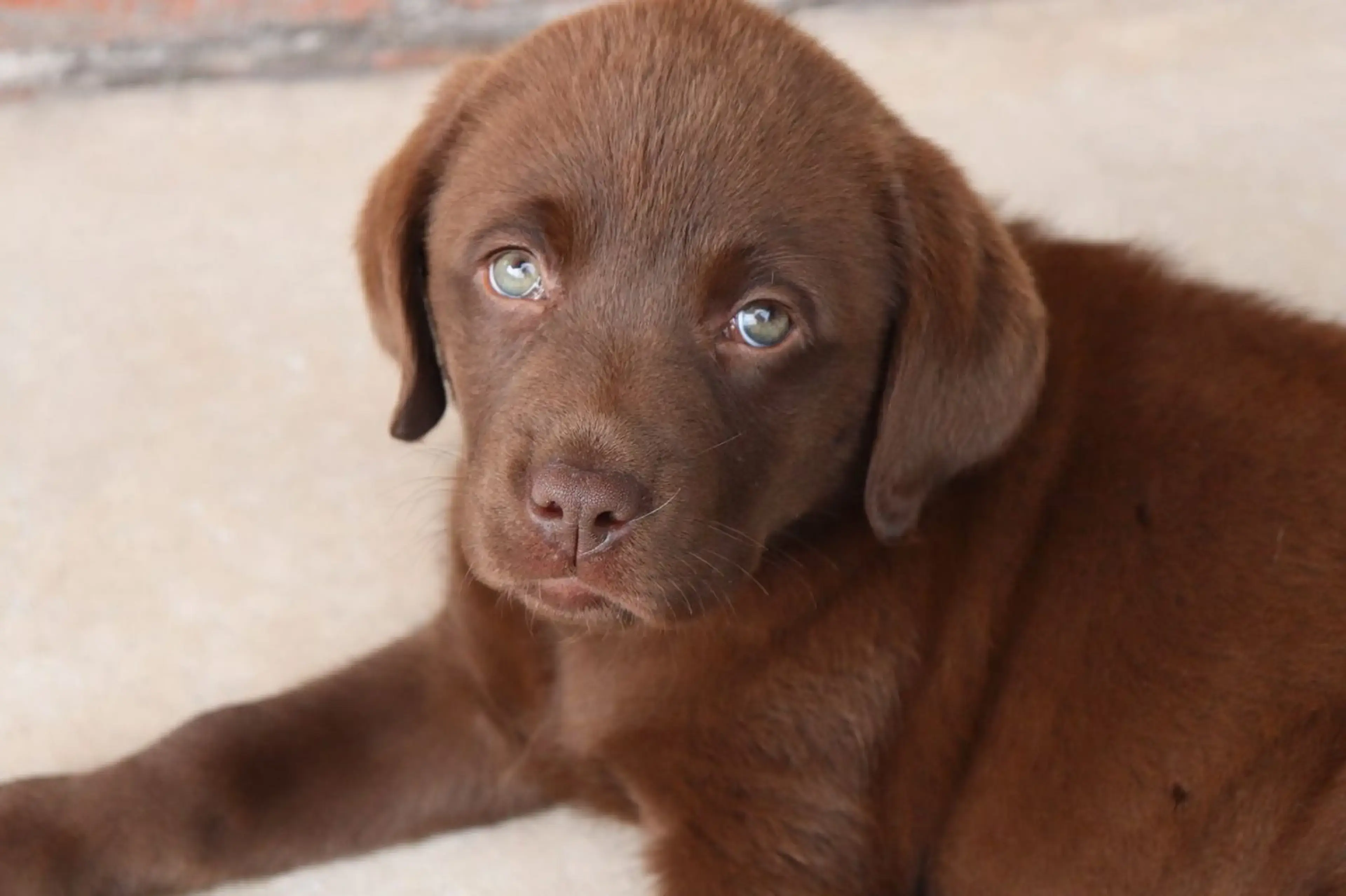 A brown Labrador Retriever with striking light-colored eyes gazes upward at the camera while lying on a light-colored floor.