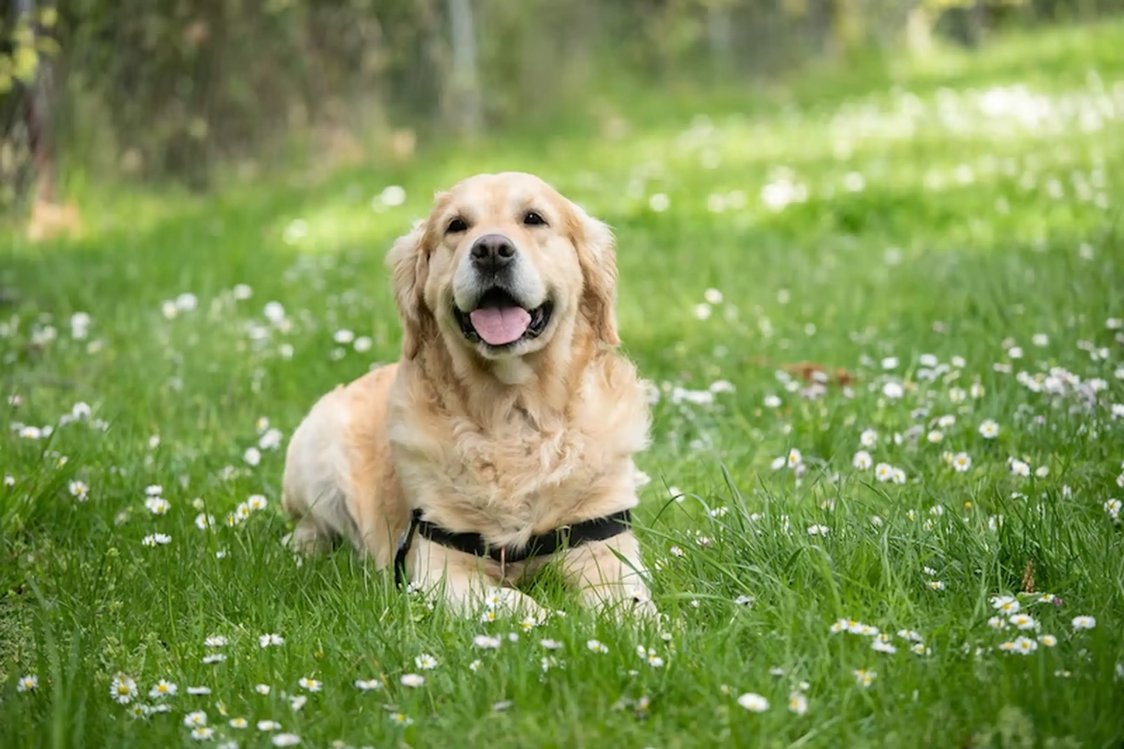 A golden-colored Labrador Retriever with a black collar sits contentedly in a grassy meadow dotted with white flowers, with trees visible in the blurred background.