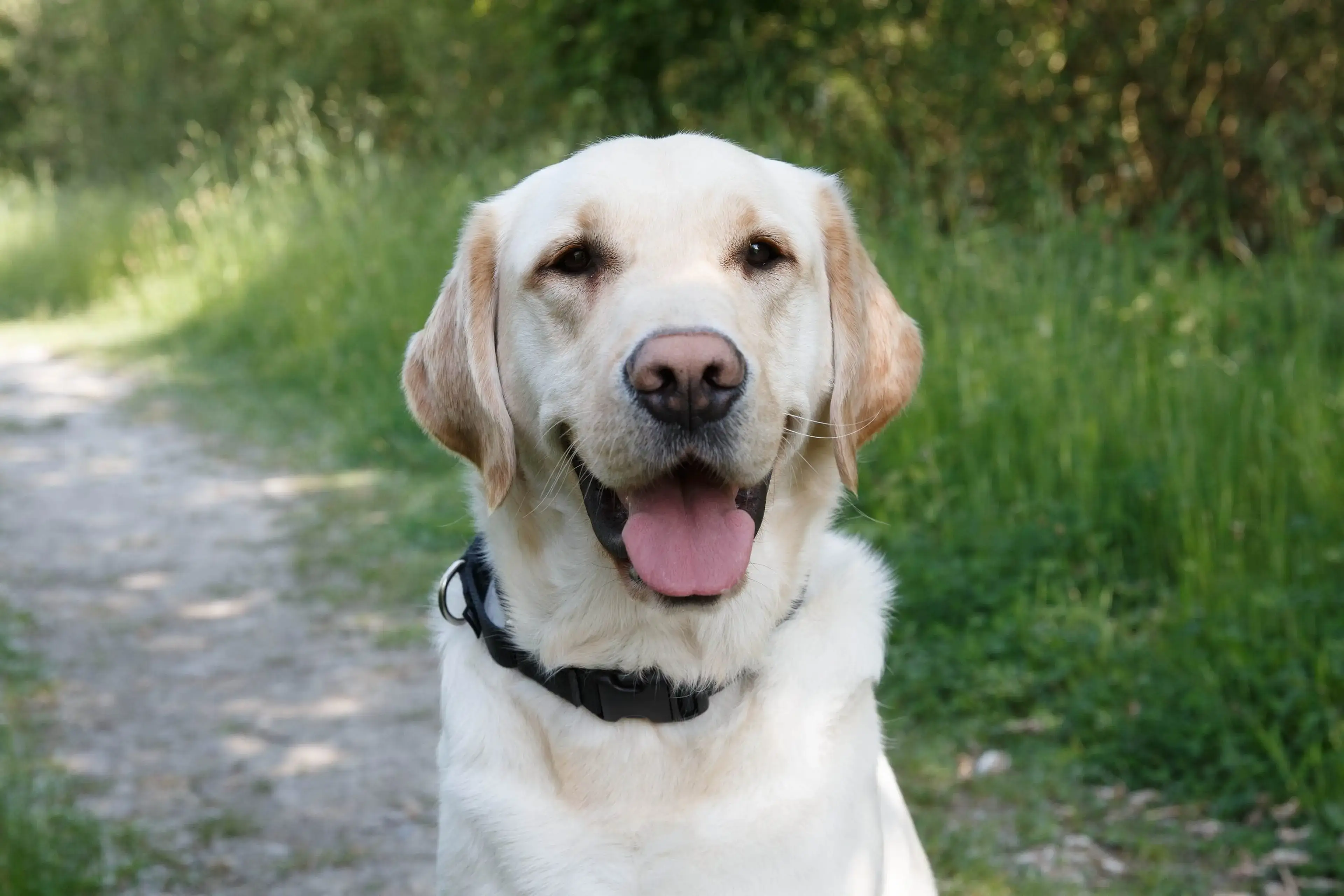 A friendly yellow Labrador Retriever with its tongue out, wearing a black collar, sits on a garden path with green foliage in the background.
