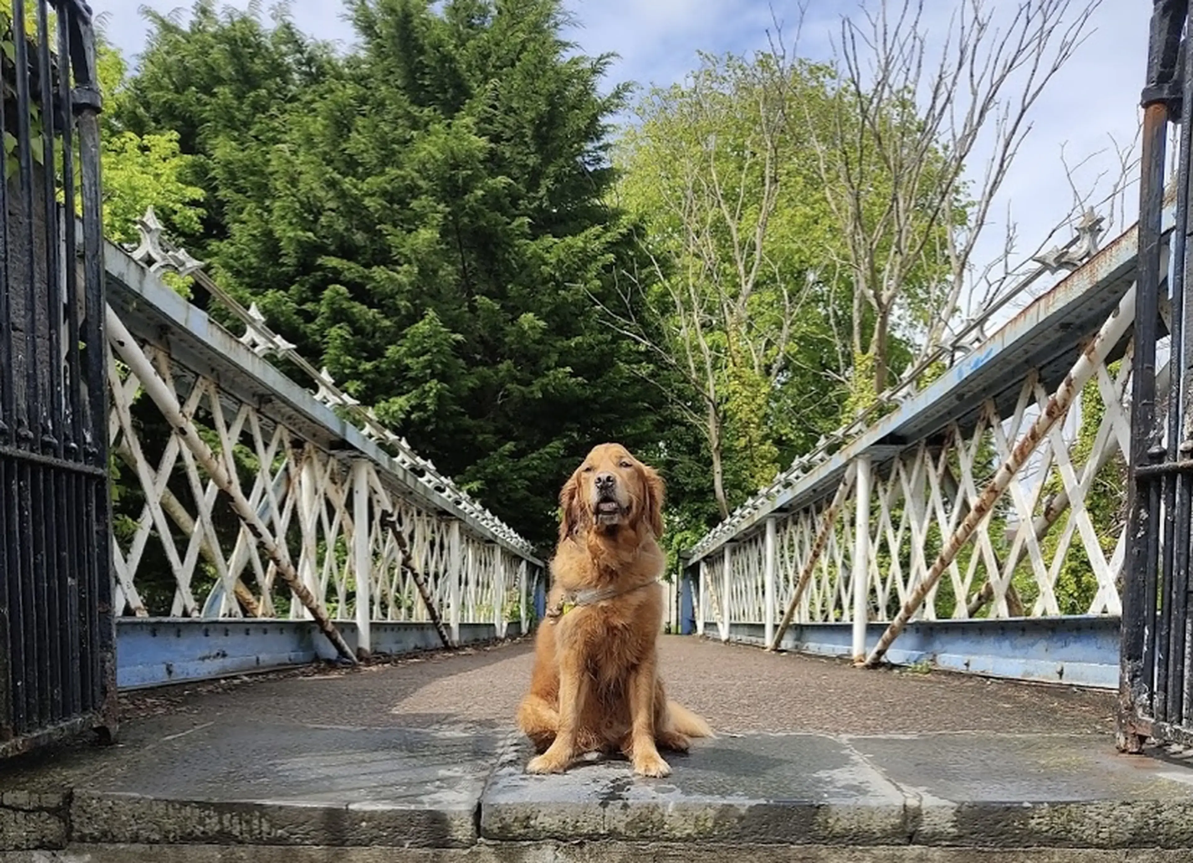 A golden retriever sits centered on a stone bridge with white latticed railings, flanked by lush green trees and vegetation.