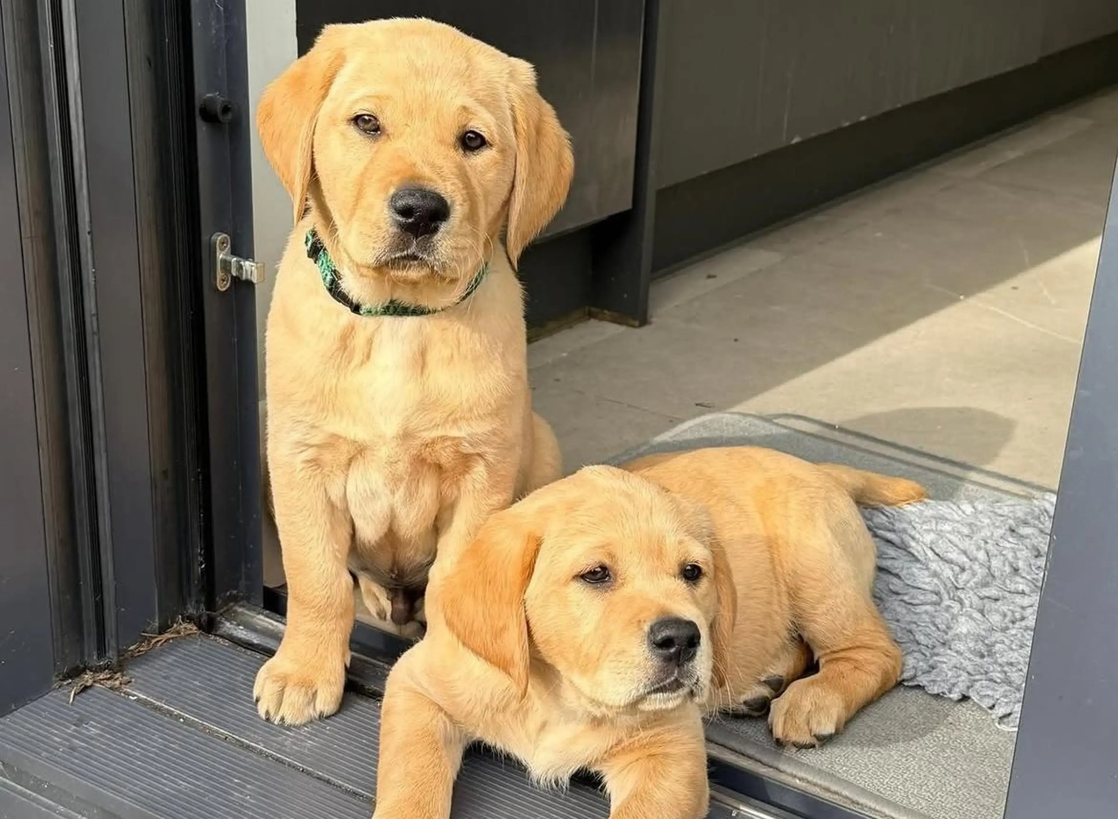 Two golden Labrador Retrievers sit together in a doorway, with one standing and one lying down on a gray mat.