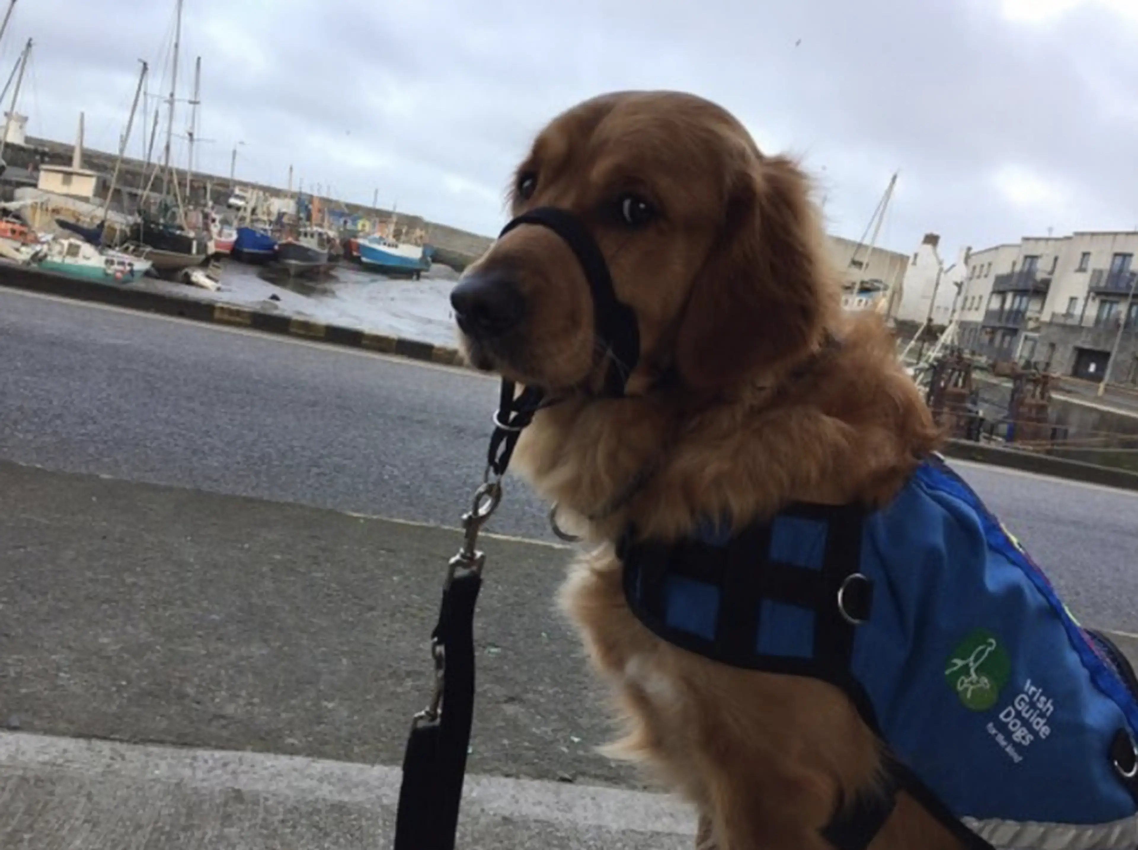 A brown and white dog wearing a blue service vest and black muzzle stands on a leash at a harbor with boats and waterfront buildings in the background.