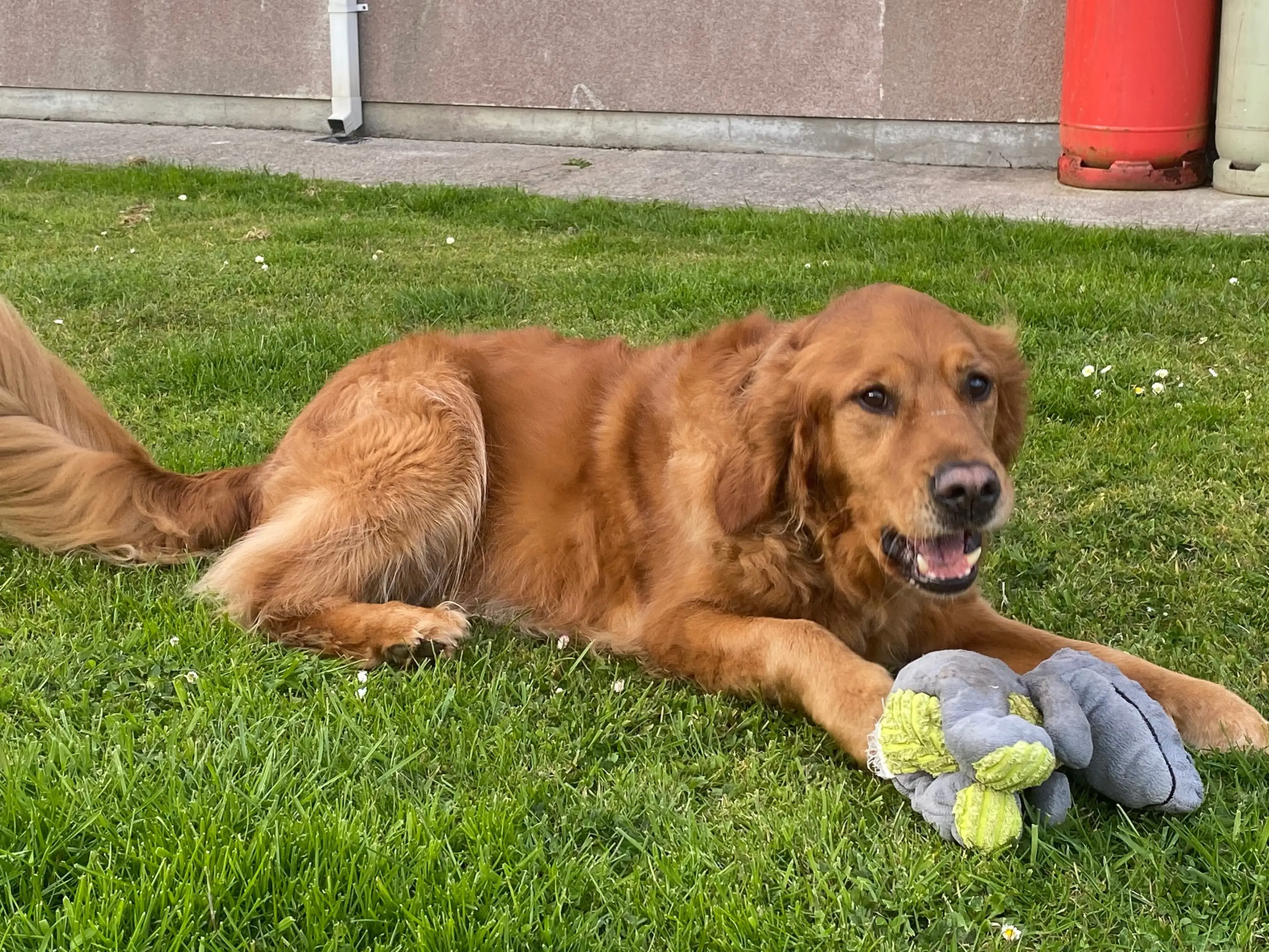 A golden retriever lying on grass next to a toy, wearing a gray and yellow paw-shaped toy in its paws, with a building and red post box visible in the background.