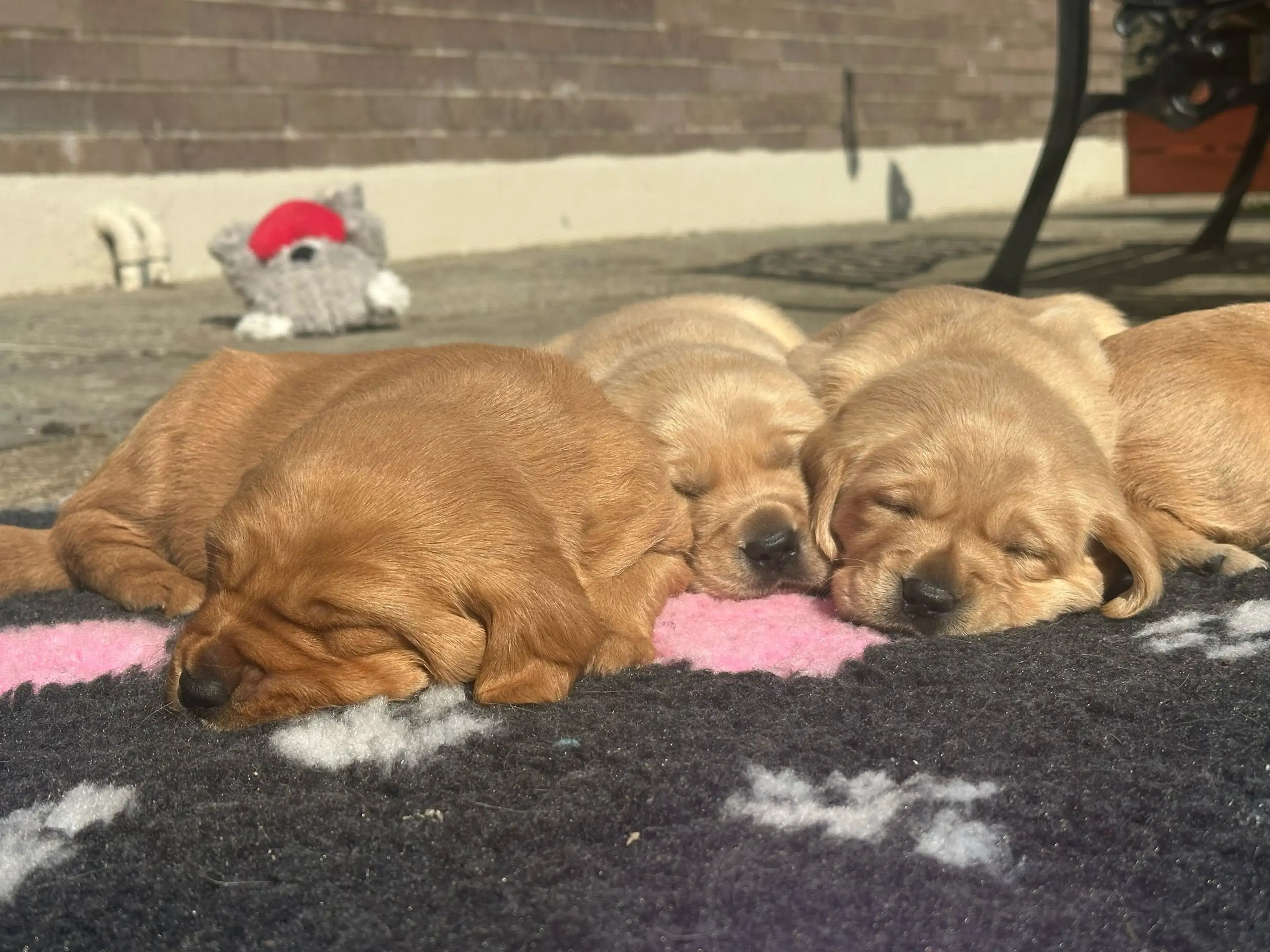Two golden retriever puppies nap peacefully on a dark mat with pink and white paw print patterns in an outdoor courtyard, with toys visible in the background.