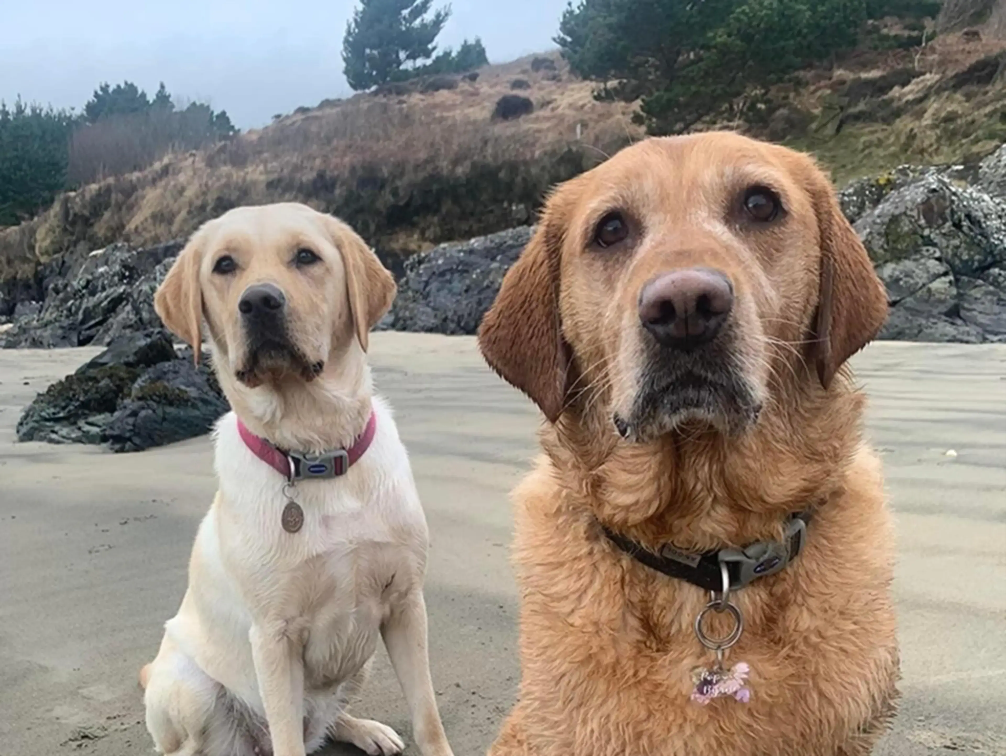 Two Labrador Retrievers, one cream-colored and one golden-brown, sit attentively on a sandy beach with forested hills and rocky outcrops in the background.
