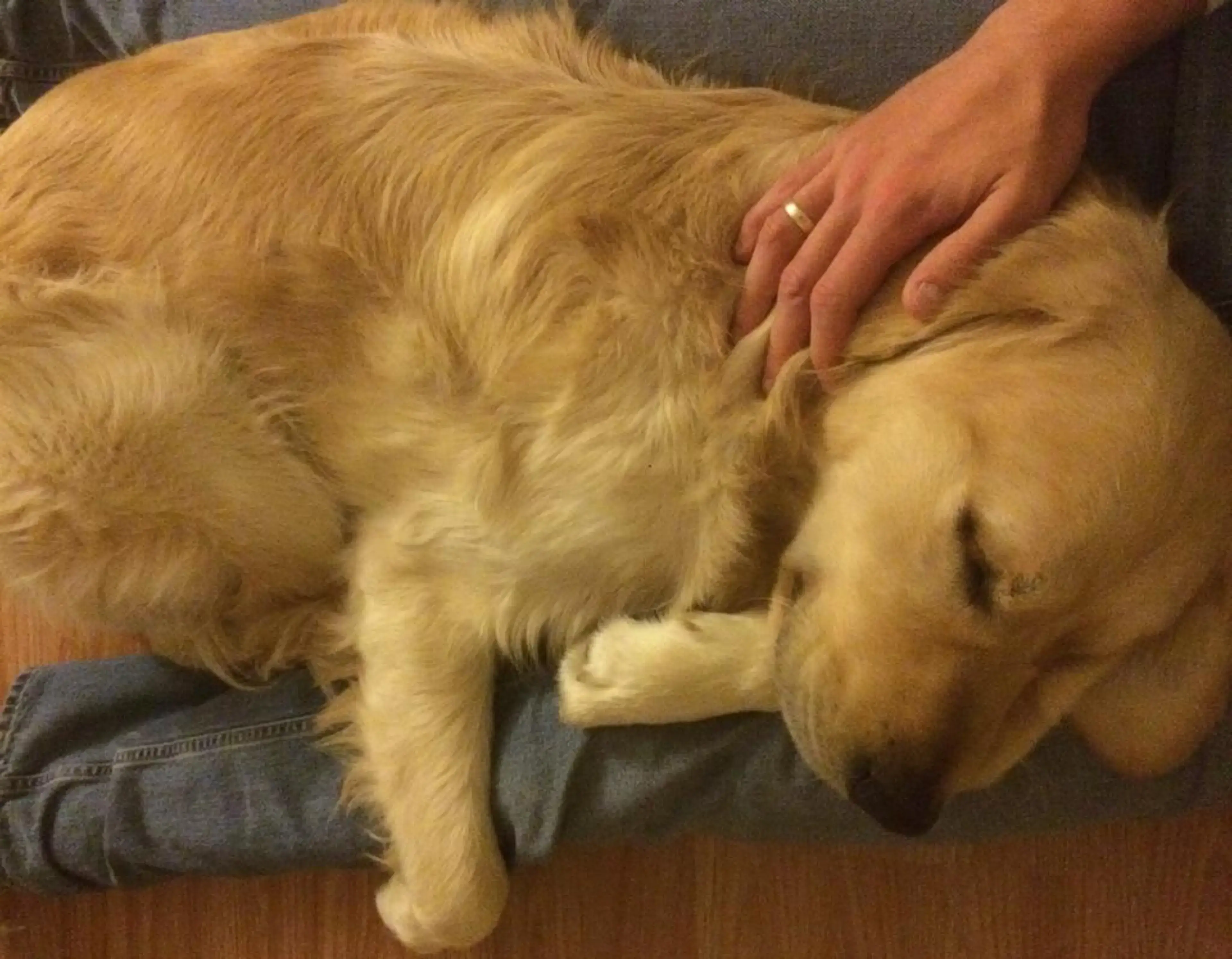 A golden retriever lies on a wooden floor while a person gently pets its side.