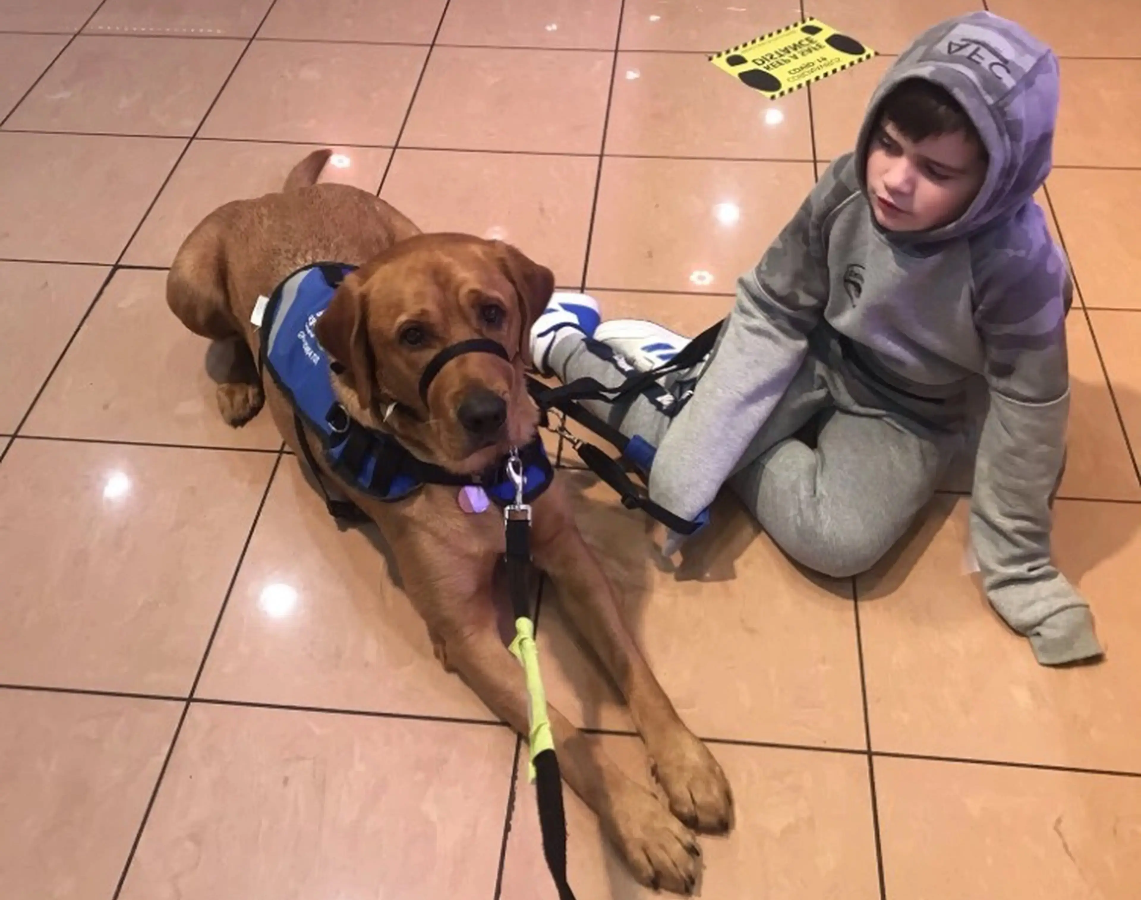 A young child in a purple hoodie sits on a tiled floor next to a brown service dog wearing a blue harness and leash.