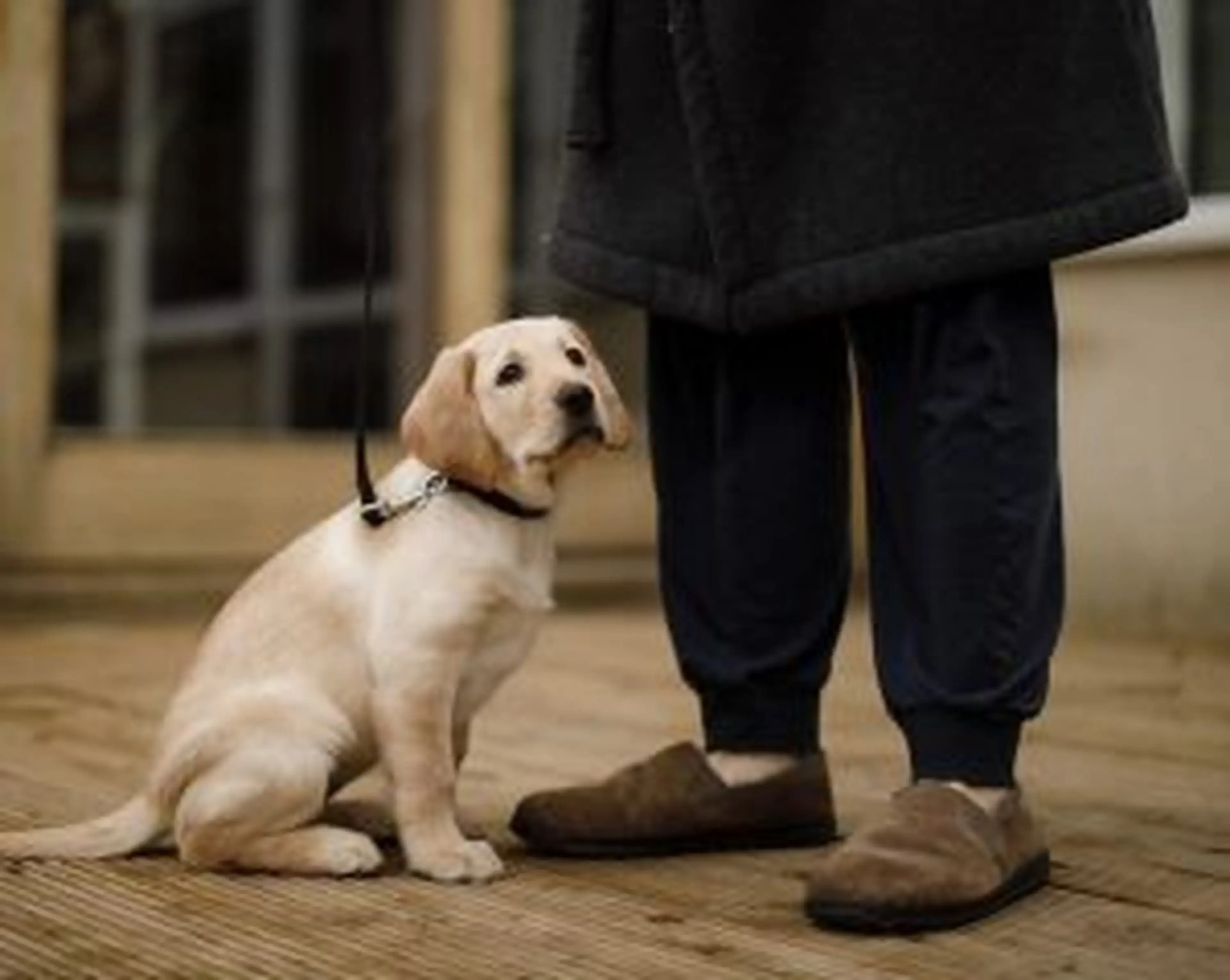 A cream-colored Labrador Retriever sits attentively on a tiled floor while being held on a leash by a person wearing dark clothing.