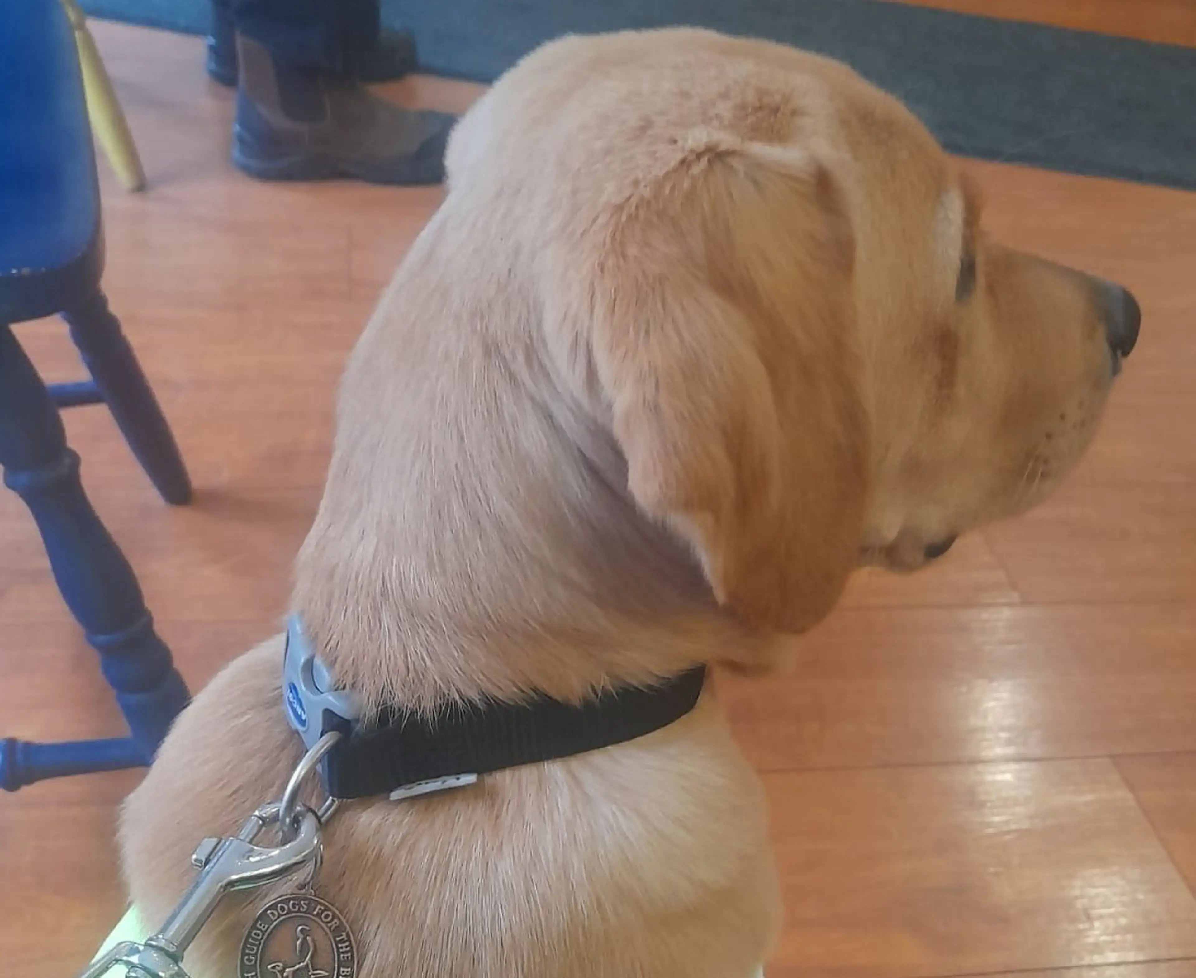 A light-colored service dog wearing a black collar and leash with a medallion sits on a wooden floor indoors.