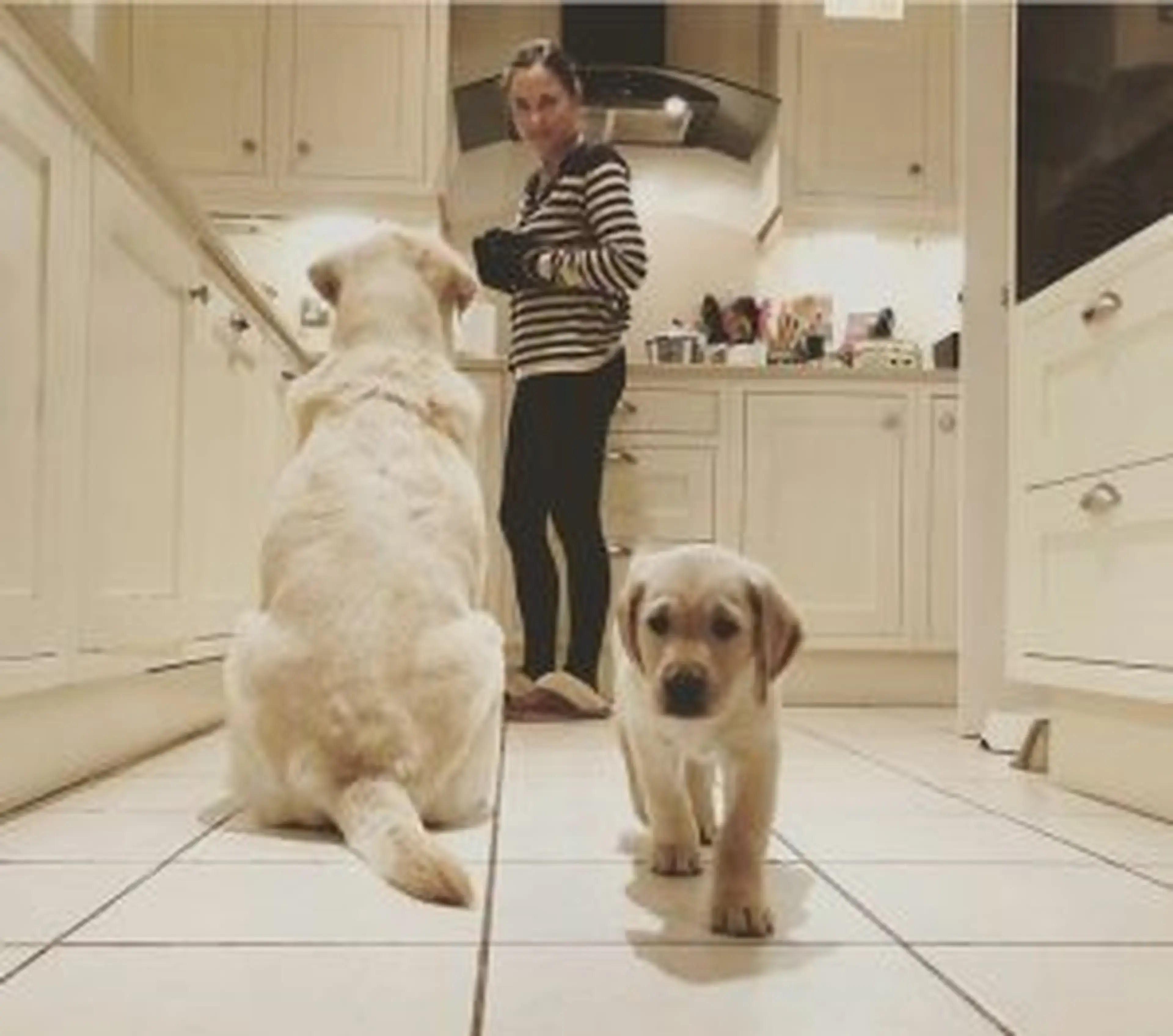 A woman in a striped shirt stands in a modern kitchen while two light-colored Labrador dogs interact on the tiled floor.