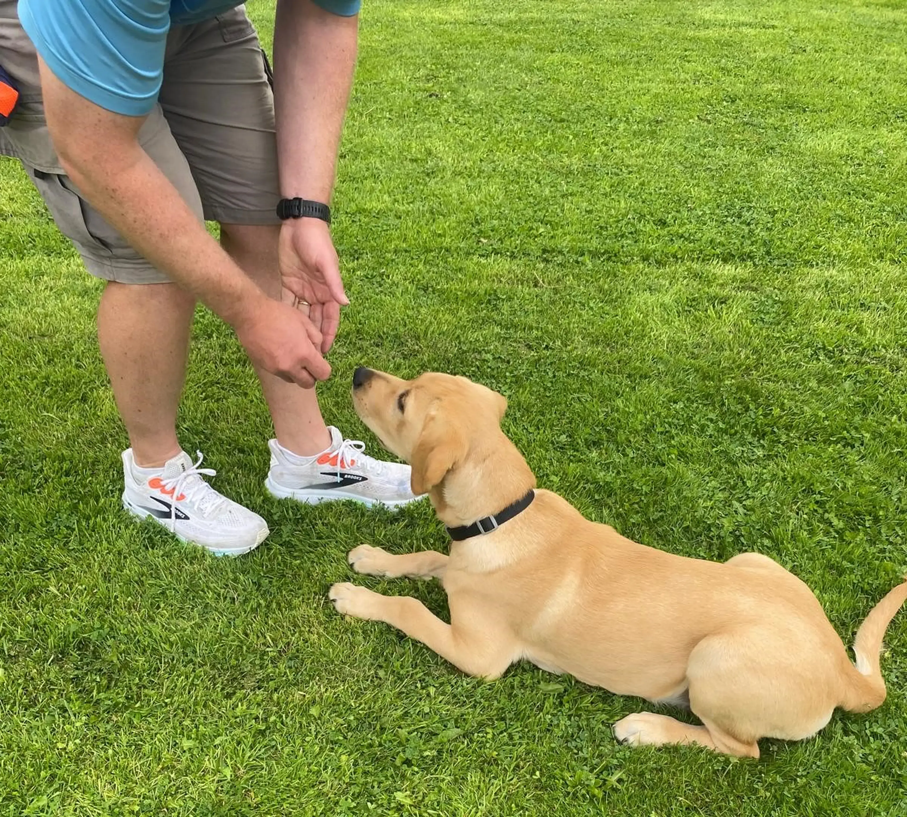 A person in white sneakers and shorts crouches down to pet a golden Labrador retriever lying on a grassy lawn.