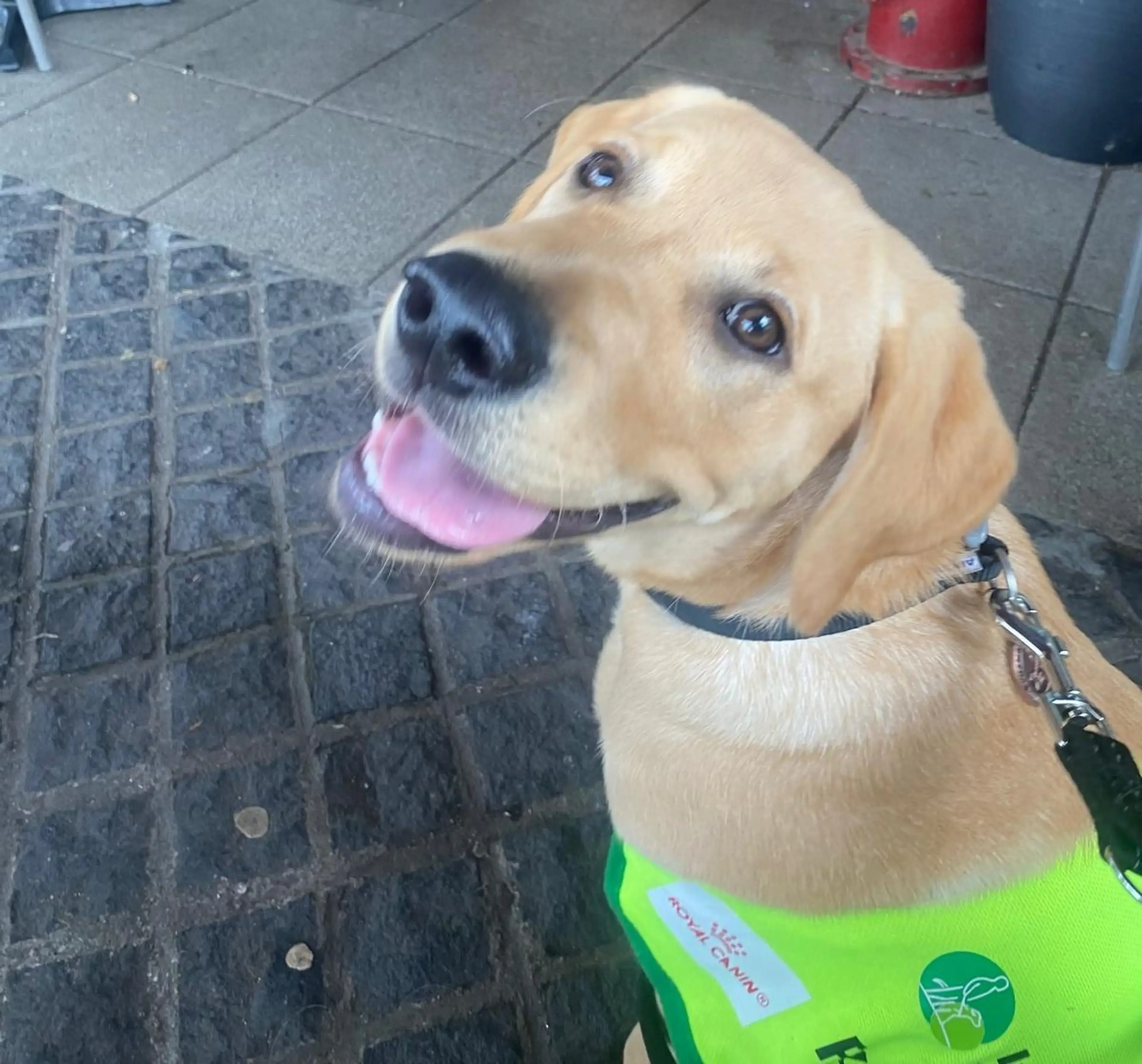 A yellow Labrador Retriever wearing a bright green service vest sits on a brick sidewalk, looking up at the camera with a happy expression and tongue out.