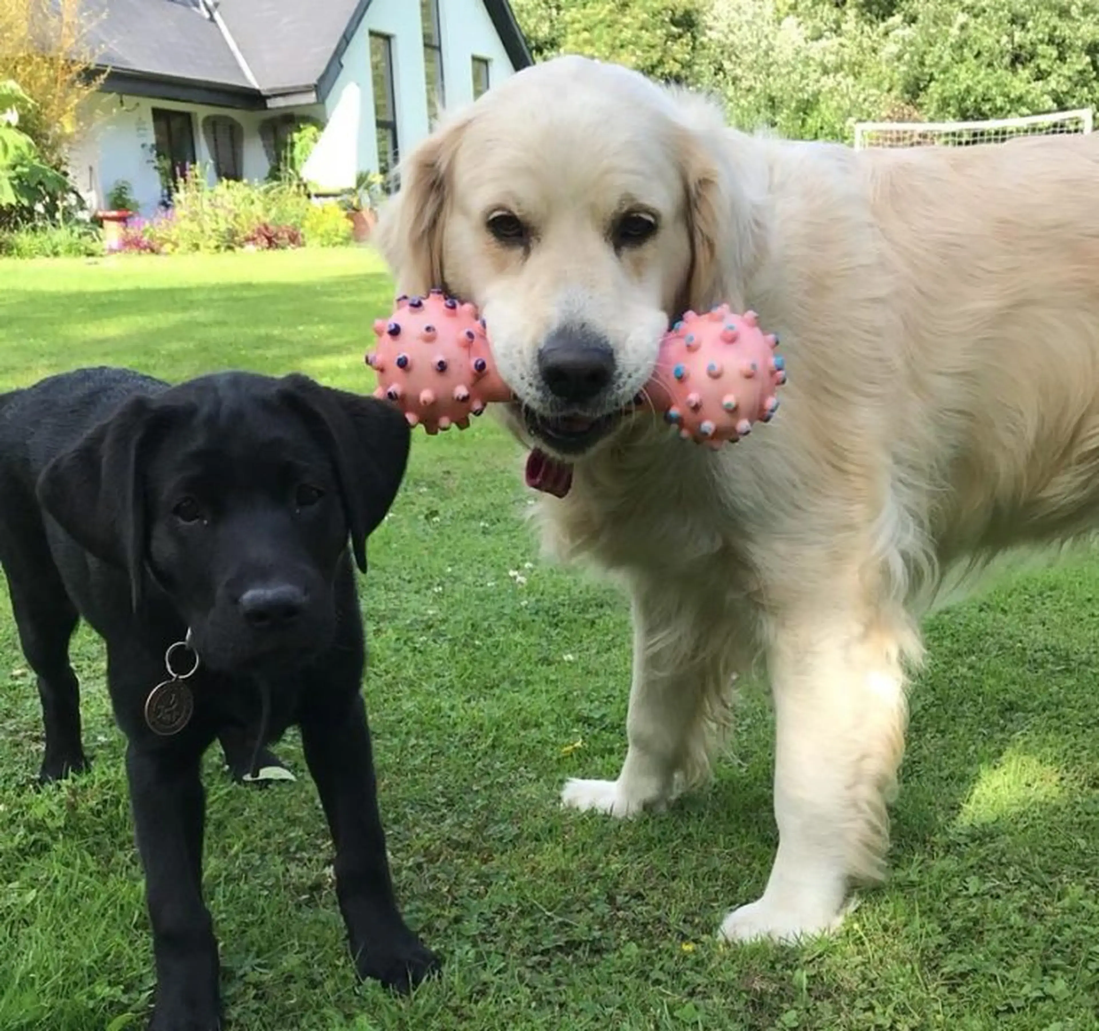 Two Labrador Retrievers, one black and one cream-colored, play together on a sunny lawn with a pink spiky toy in the cream dog's mouth, with a house and garden visible in the backg