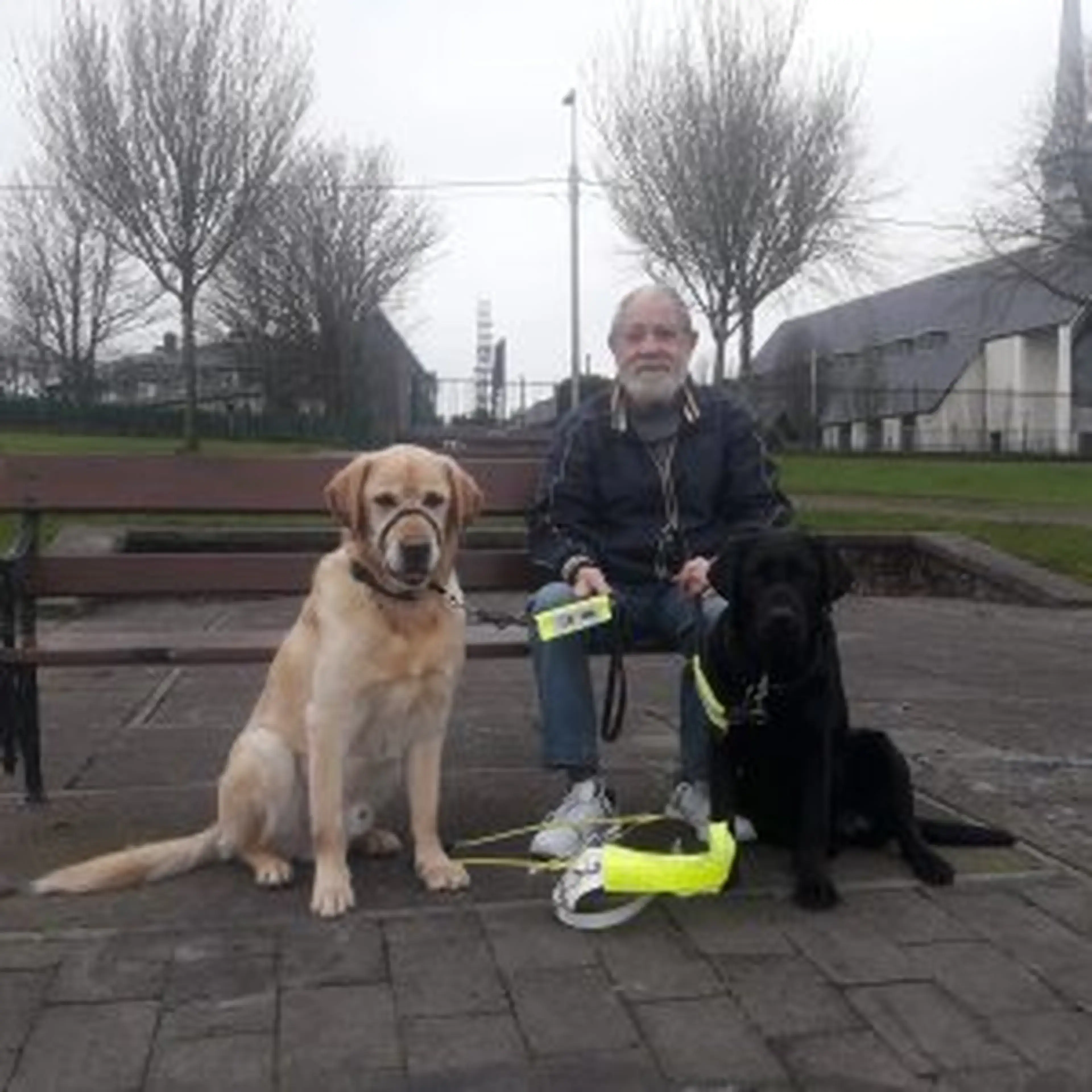 A man sits on a bench with two service dogs wearing high-visibility harnesses in a park with bare trees and industrial buildings in the background.