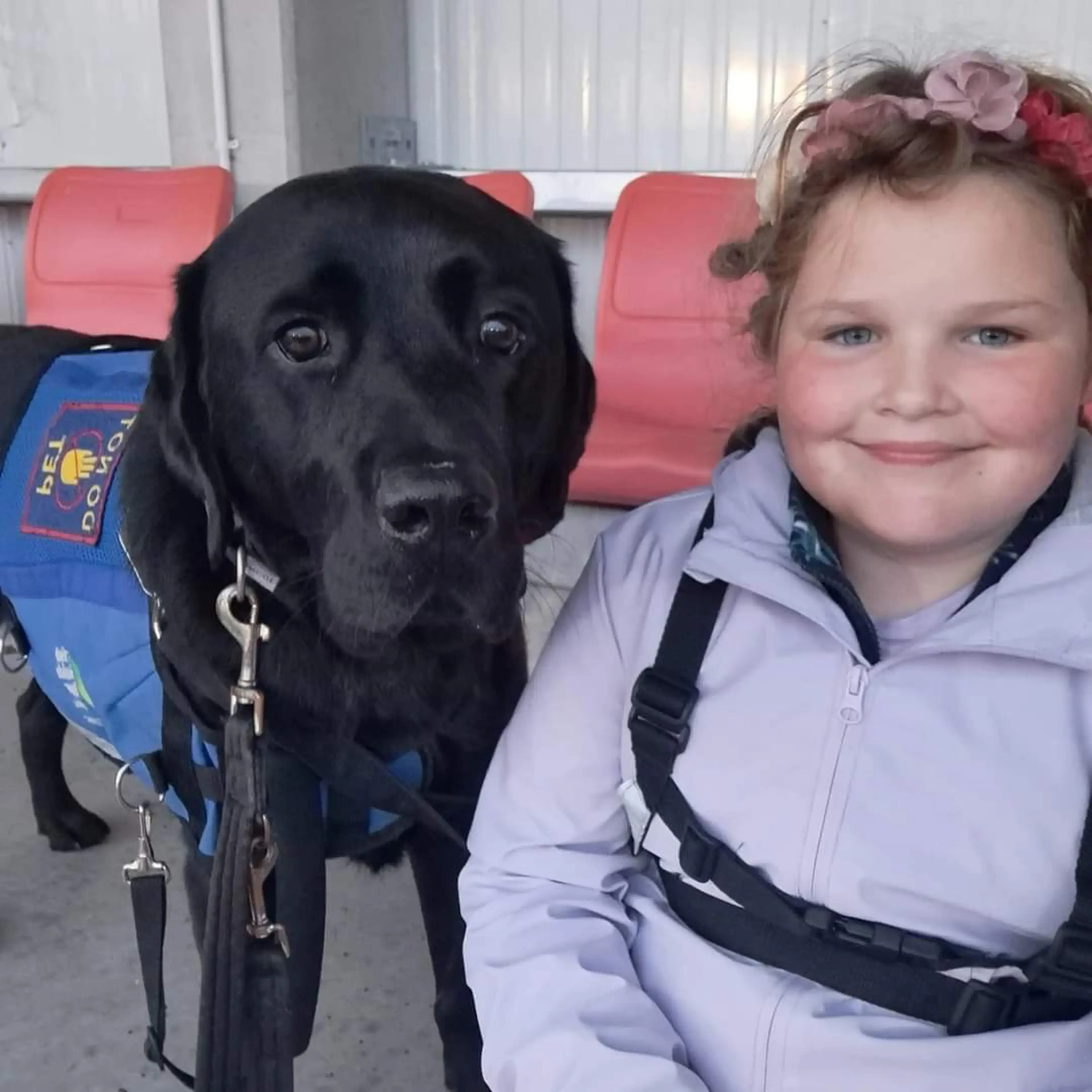 A young girl with flowers in her hair smiles next to a black Labrador service dog wearing a blue vest, seated together on red chairs.
