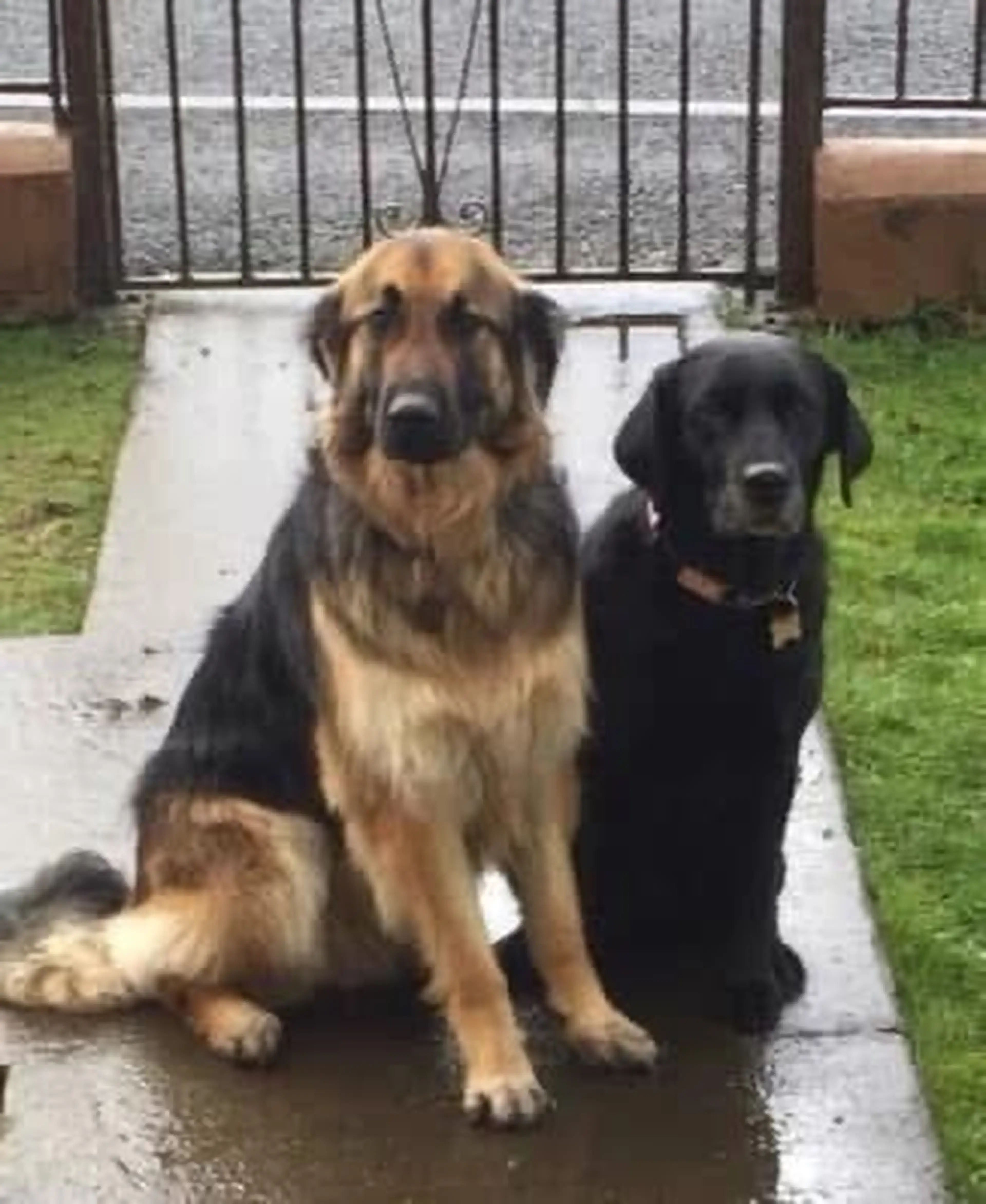 Two large dogs, one brown and black and one black, sit together on a wet concrete path in a fenced yard with green grass.