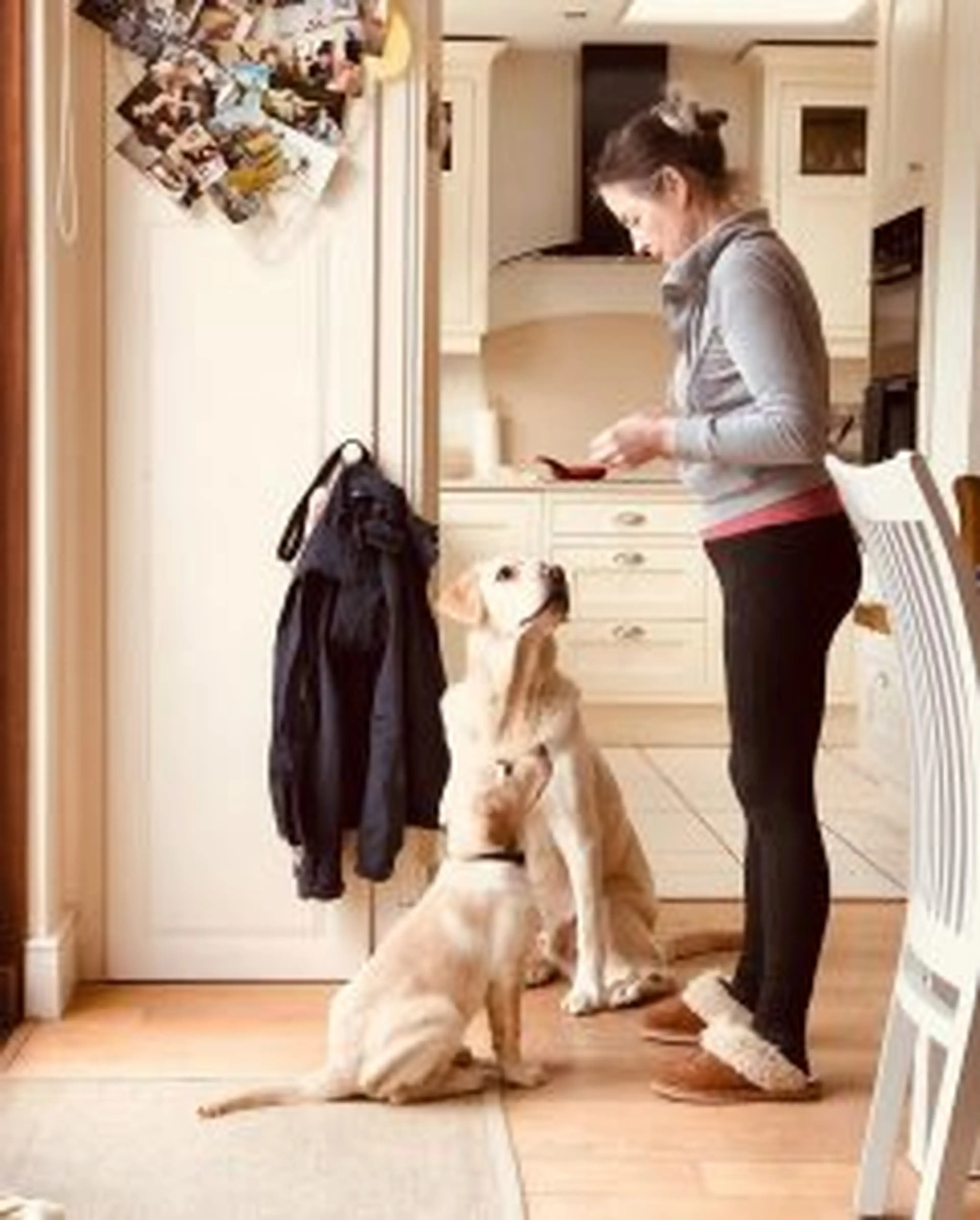 A woman in a gray shirt and pink belt trains two light-colored dogs sitting on a wooden hallway floor while holding treats.