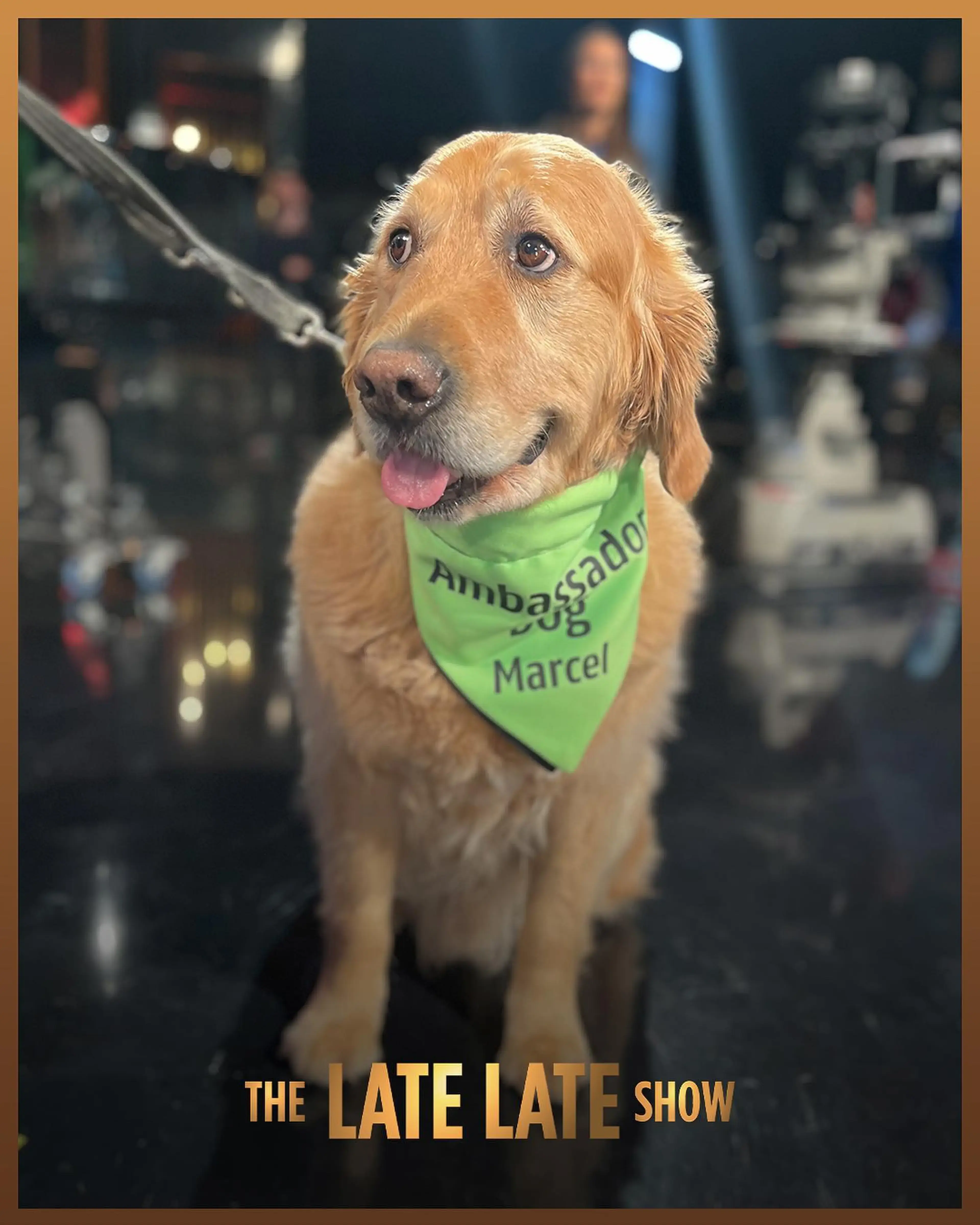 A golden retriever wearing a green bandana labeled "Ambassador Marcel" stands on a late-night talk show set, smiling at the camera with its tongue out.