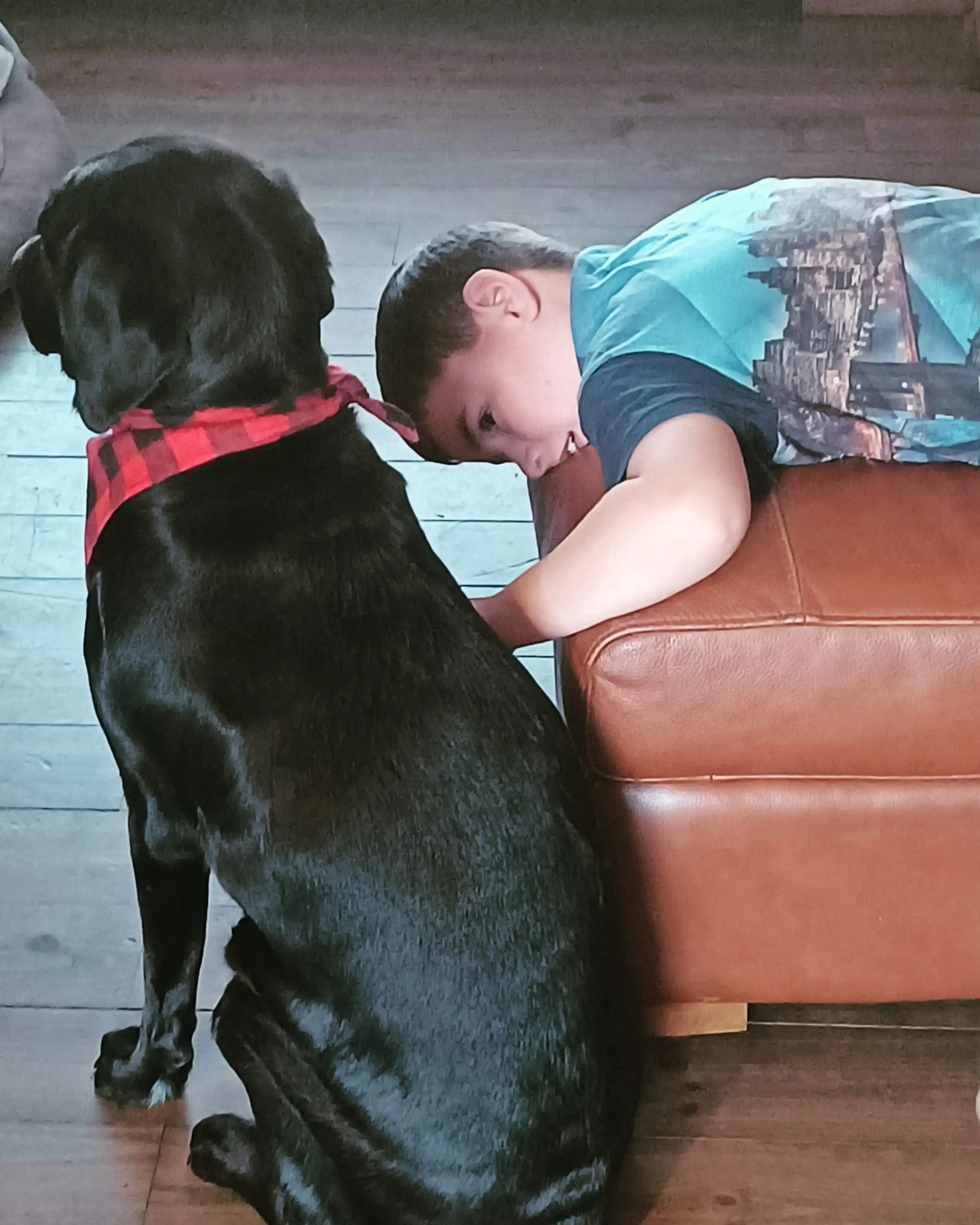 A young boy in a blue shirt leans down to affectionately pet a black dog wearing a red plaid collar while sitting on a brown leather couch.