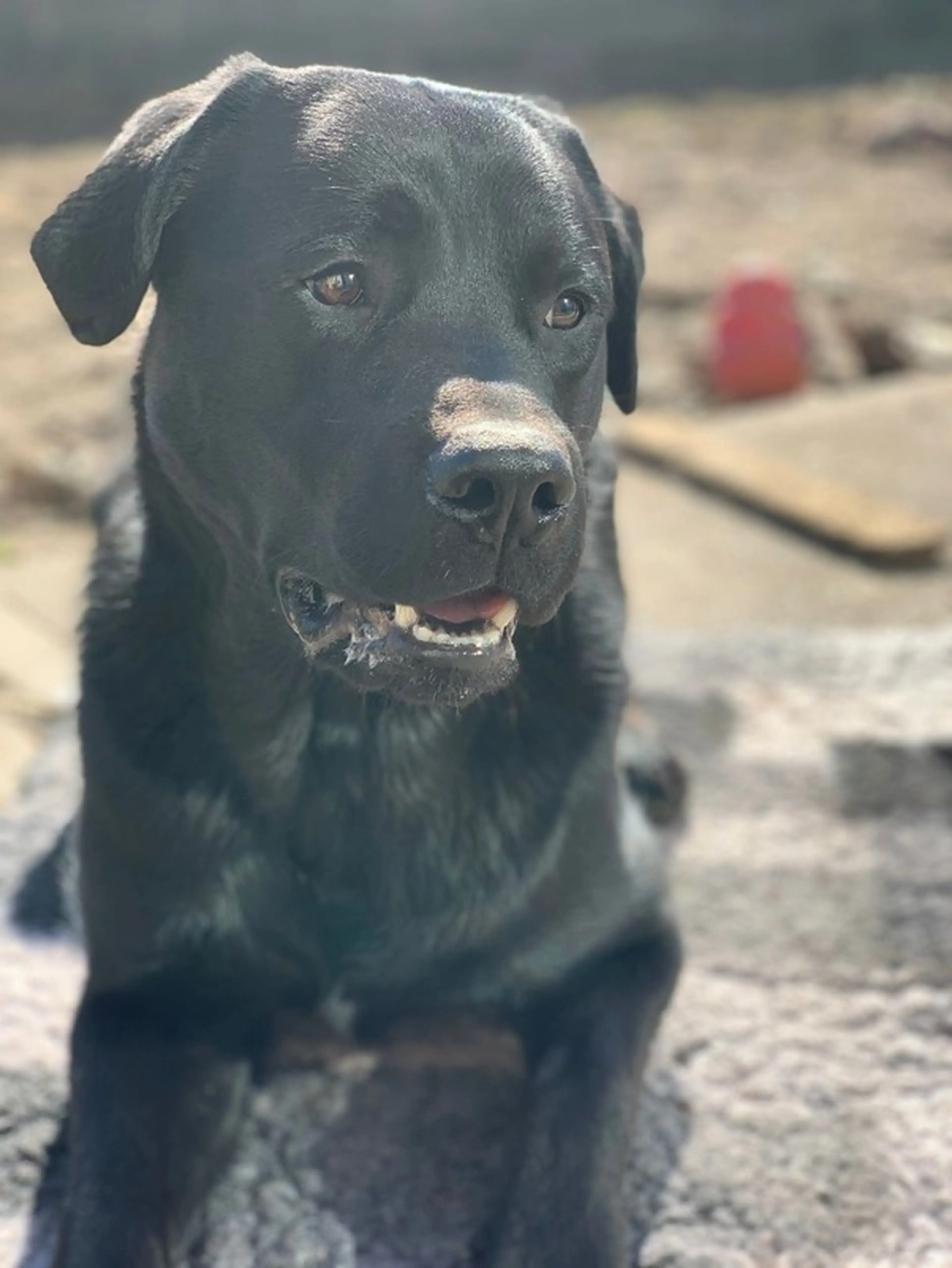 A black Labrador retriever sits on a sandy beach with a gentle smile, looking directly at the camera with bright eyes.