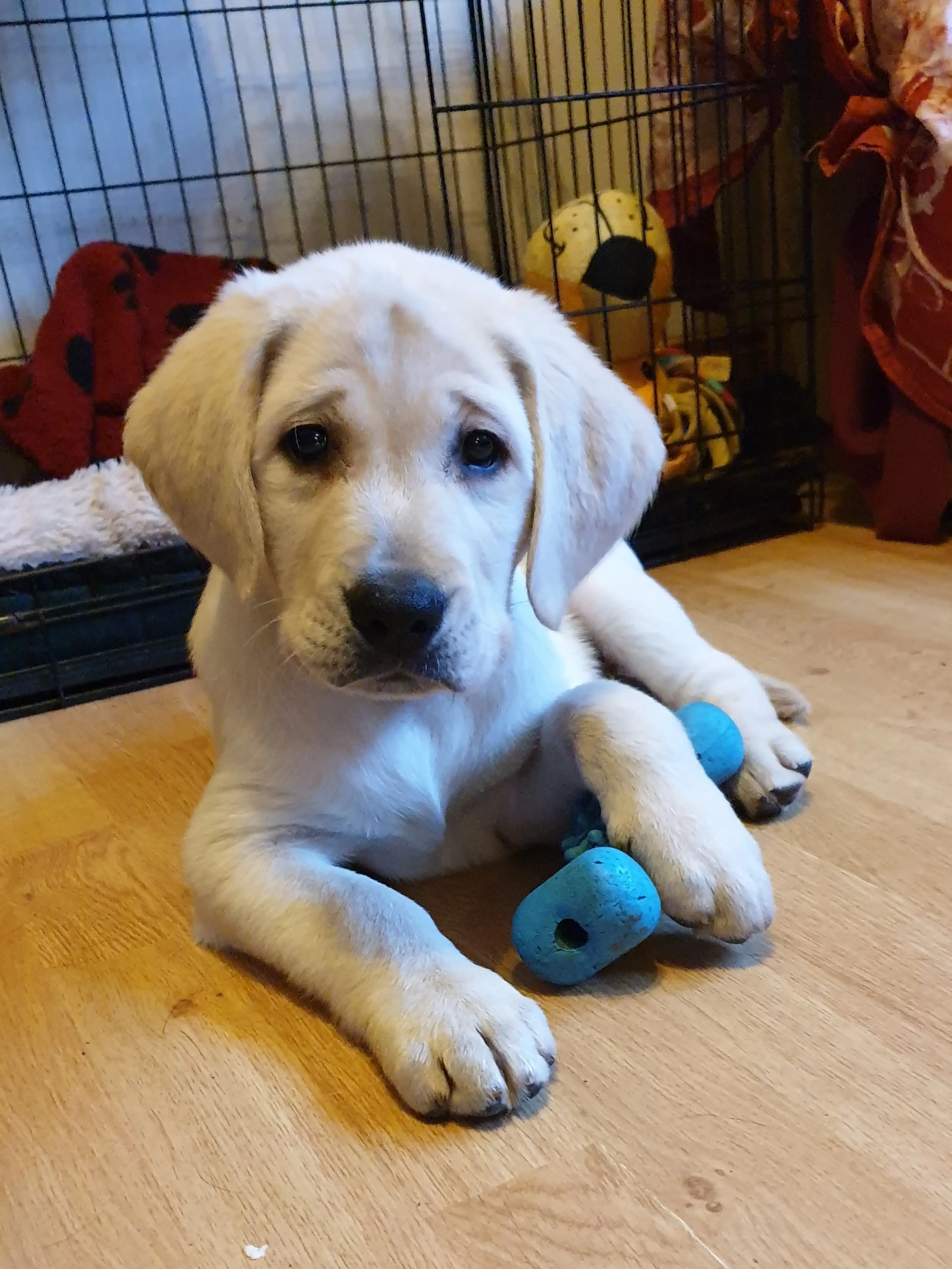 A white Labrador Retriever lies on a wooden floor with blue toys, looking at the camera with a calm expression while a playpen and toys are visible in the background.