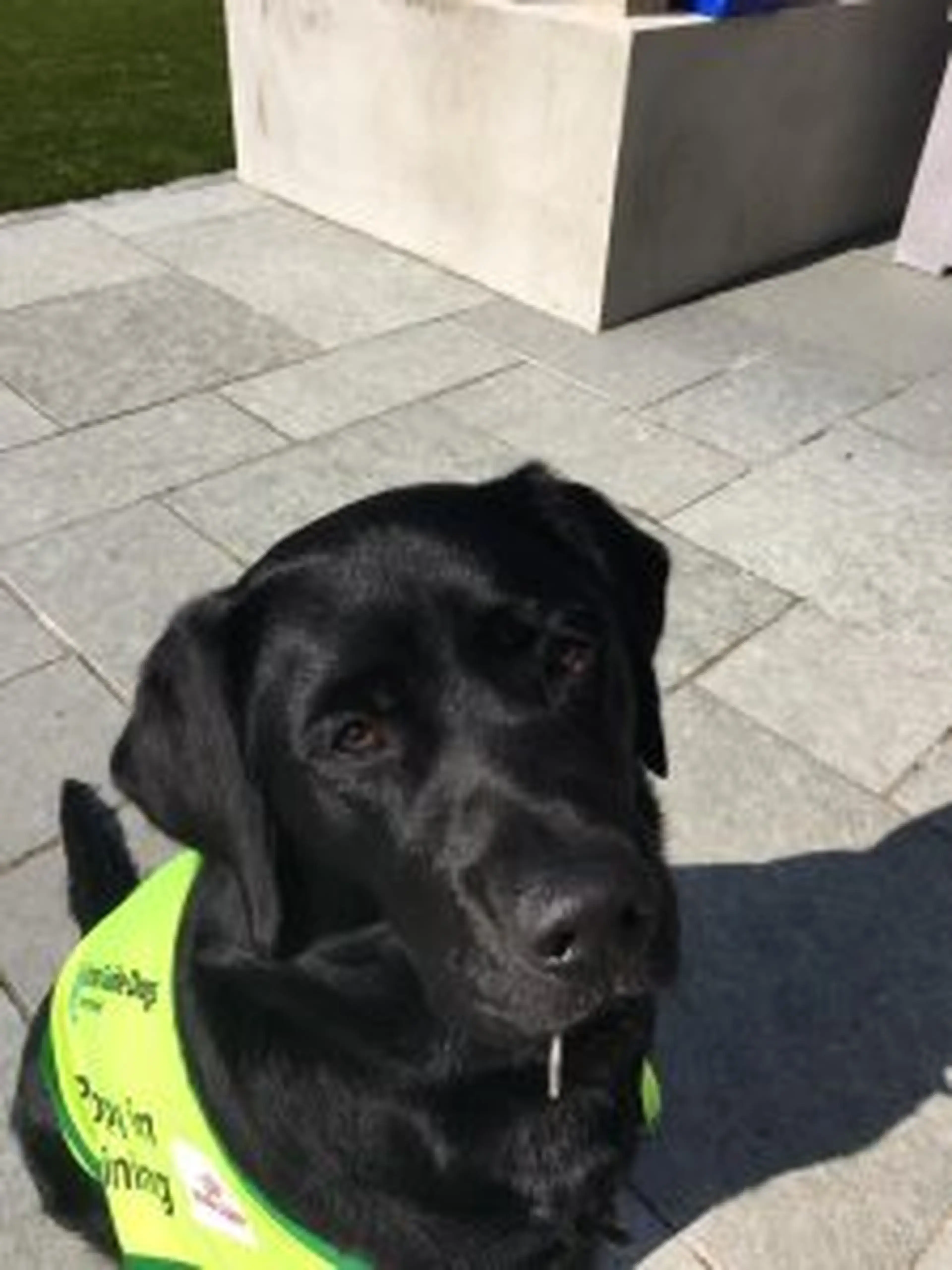 A black Labrador Retriever wearing a bright yellow service vest sits on a paved patio area, looking up at the camera.