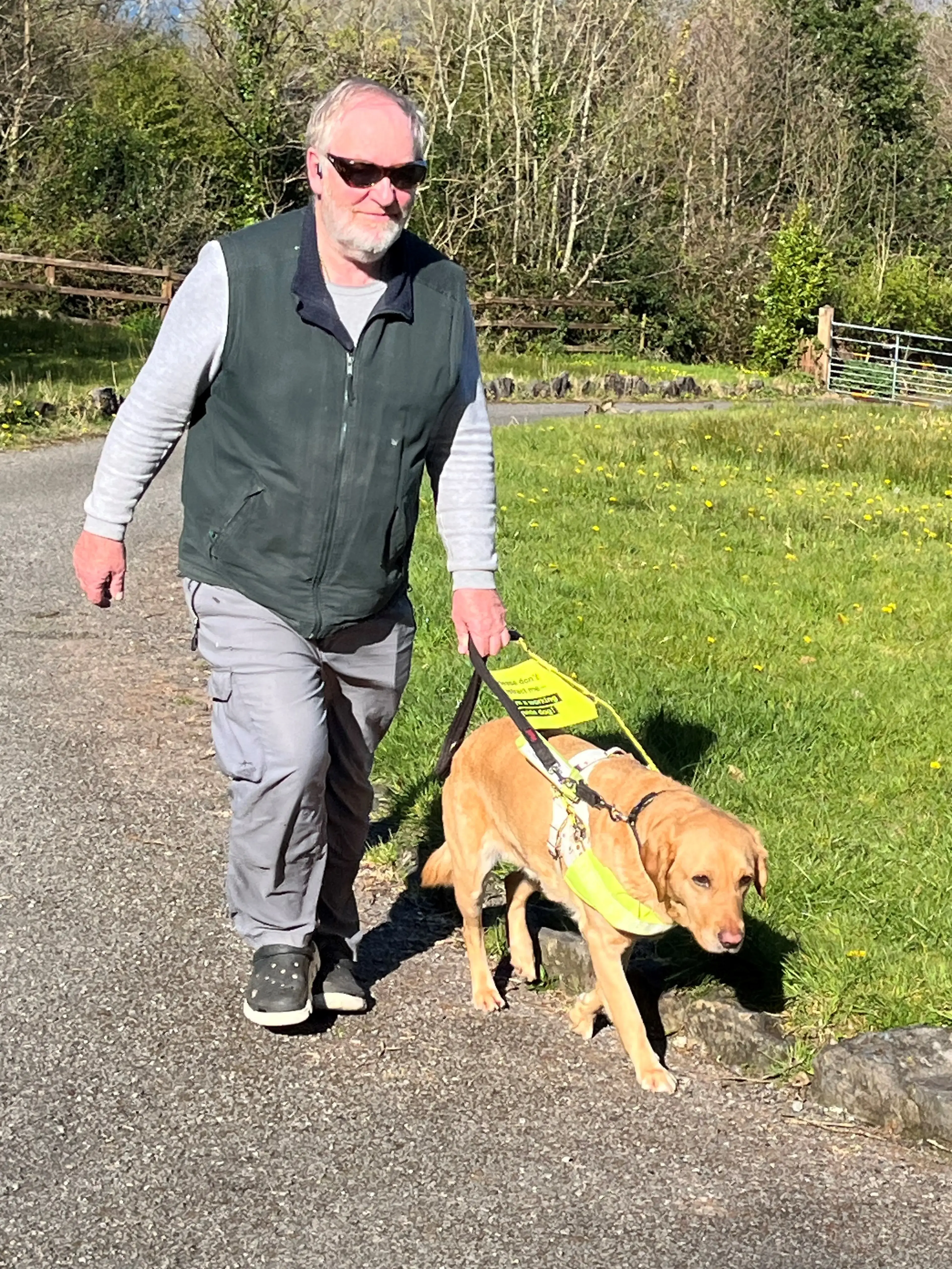 A man wearing sunglasses and a green vest walks a brown service dog wearing a yellow vest on a rural road lined with fencing and trees.
