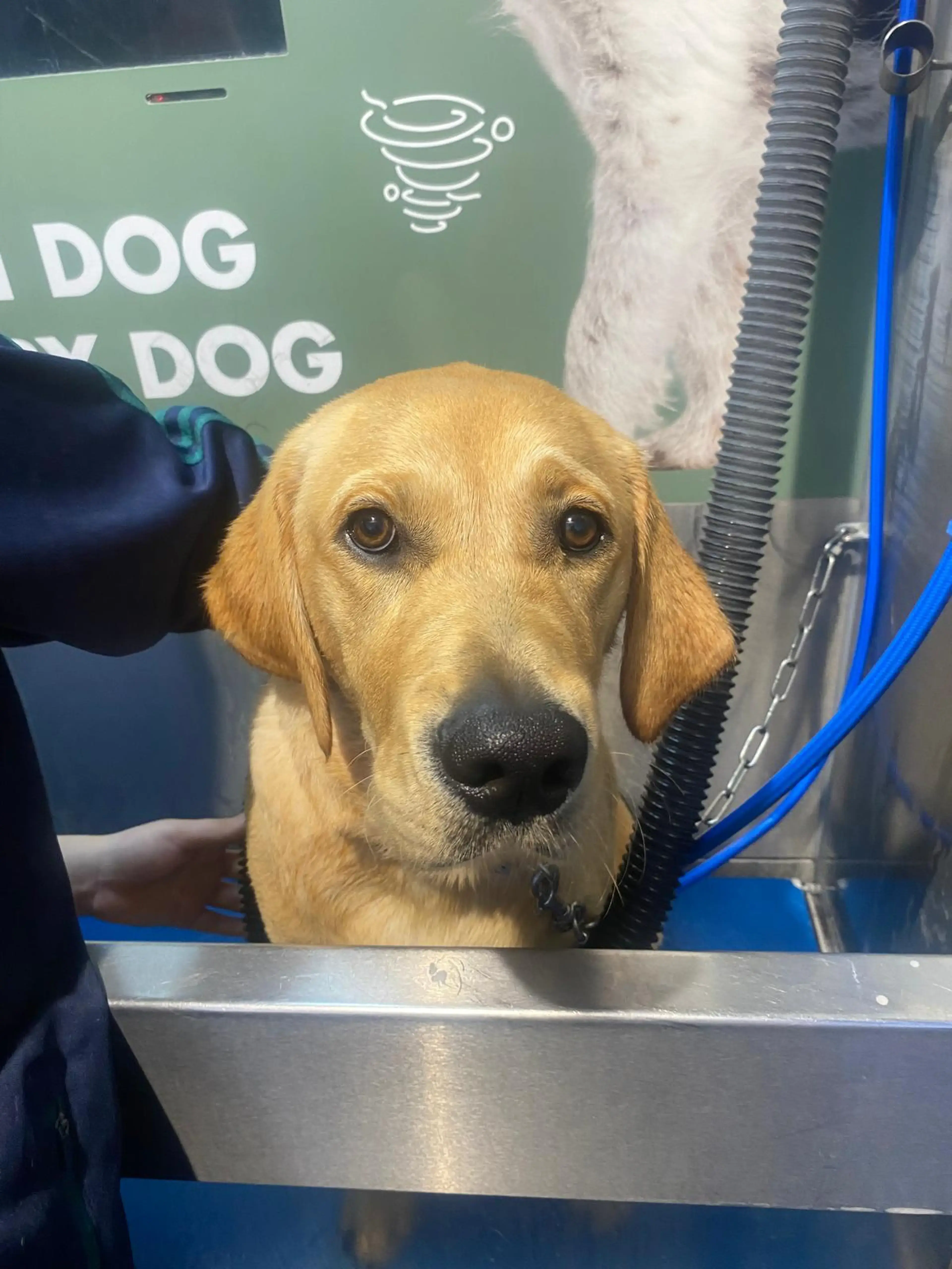 A golden-colored dog sits at a grooming station with grooming equipment visible in the background.