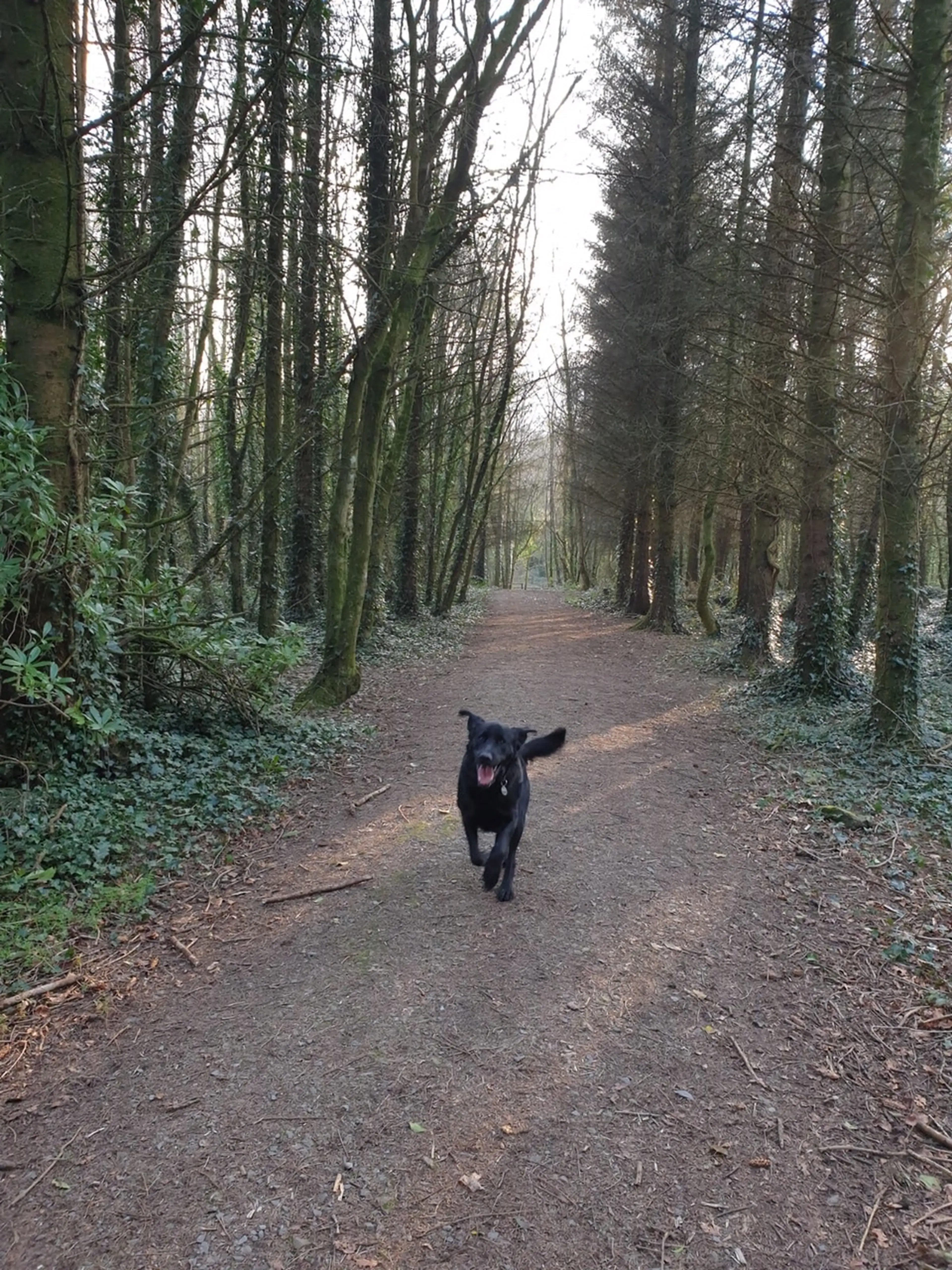 A black dog trots down a tree-lined woodland path covered with fallen leaves, with tall trees creating a natural tunnel overhead.