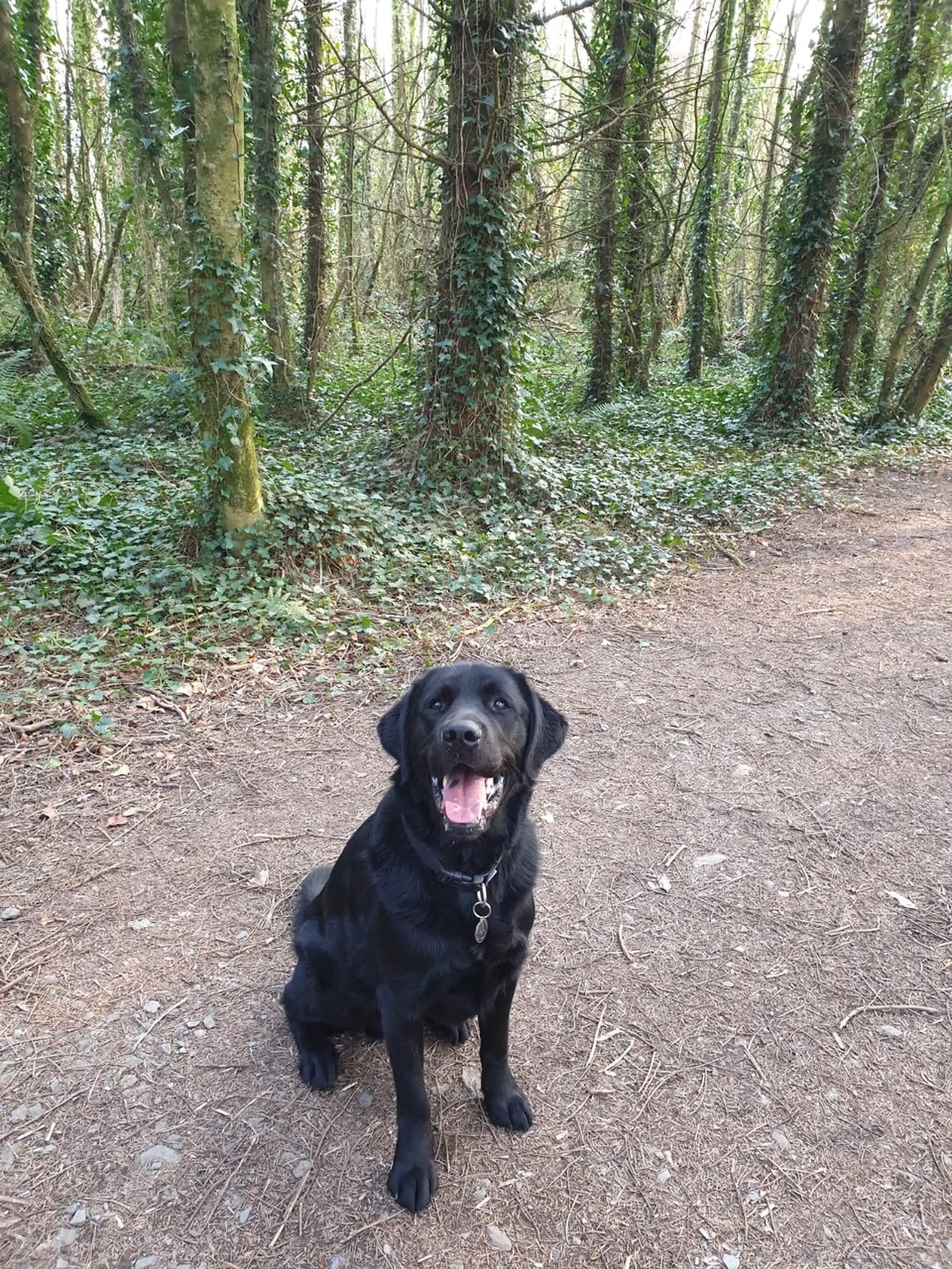 A happy black Labrador Retriever sits on a forest path, wearing a collar and leash, with ivy-covered trees lining the woodland trail behind it.