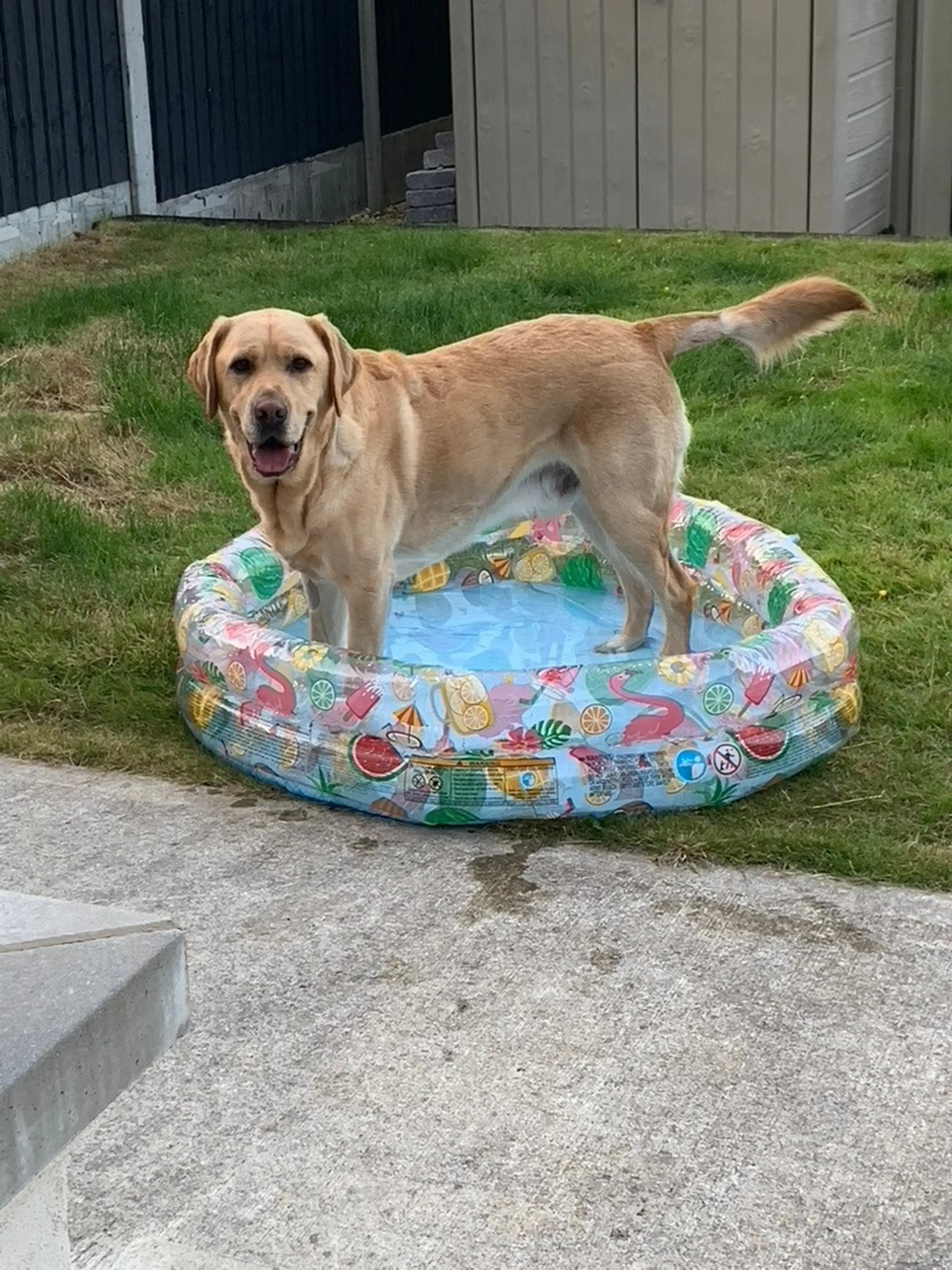 A golden Labrador Retriever stands in a colorful inflatable kiddie pool filled with blue water in a backyard setting.