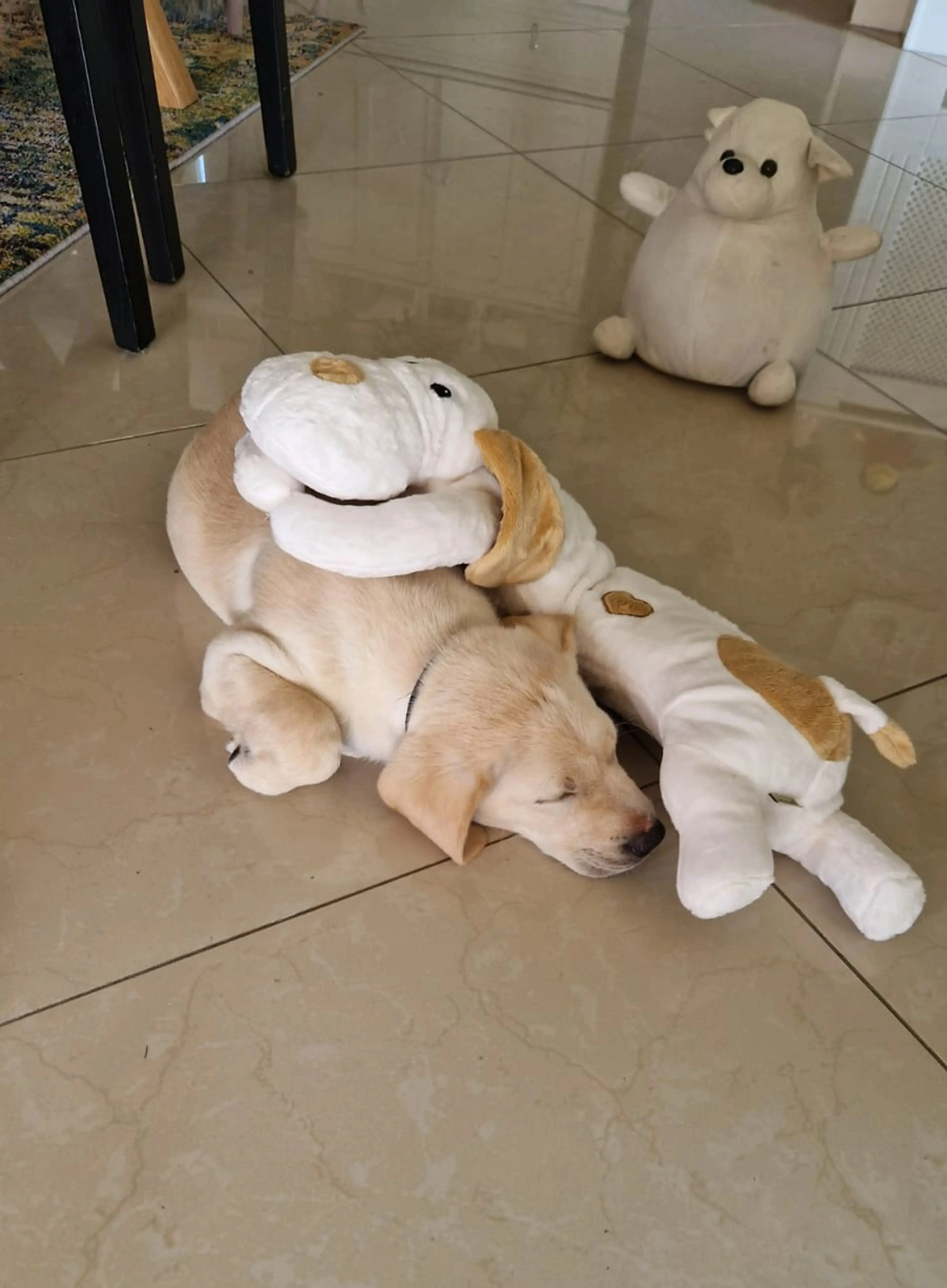 A golden Labrador lies on a tile floor wearing white and tan sheep costumes, surrounded by matching plush sheep toys.