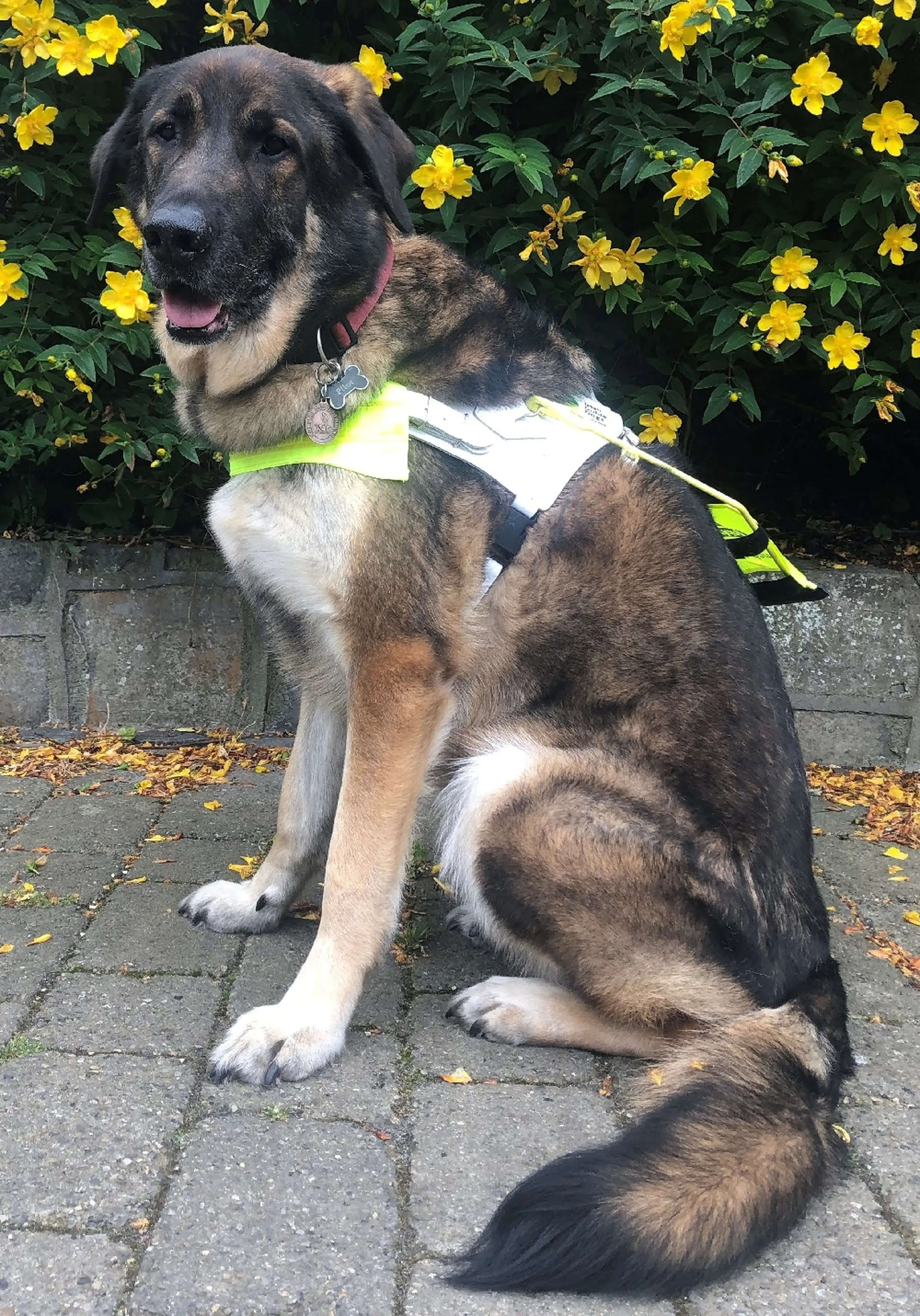 A large service dog wearing a fluorescent vest and ID tags sits on a paved pathway in front of bright yellow flowers, looking toward the camera with its tongue out.