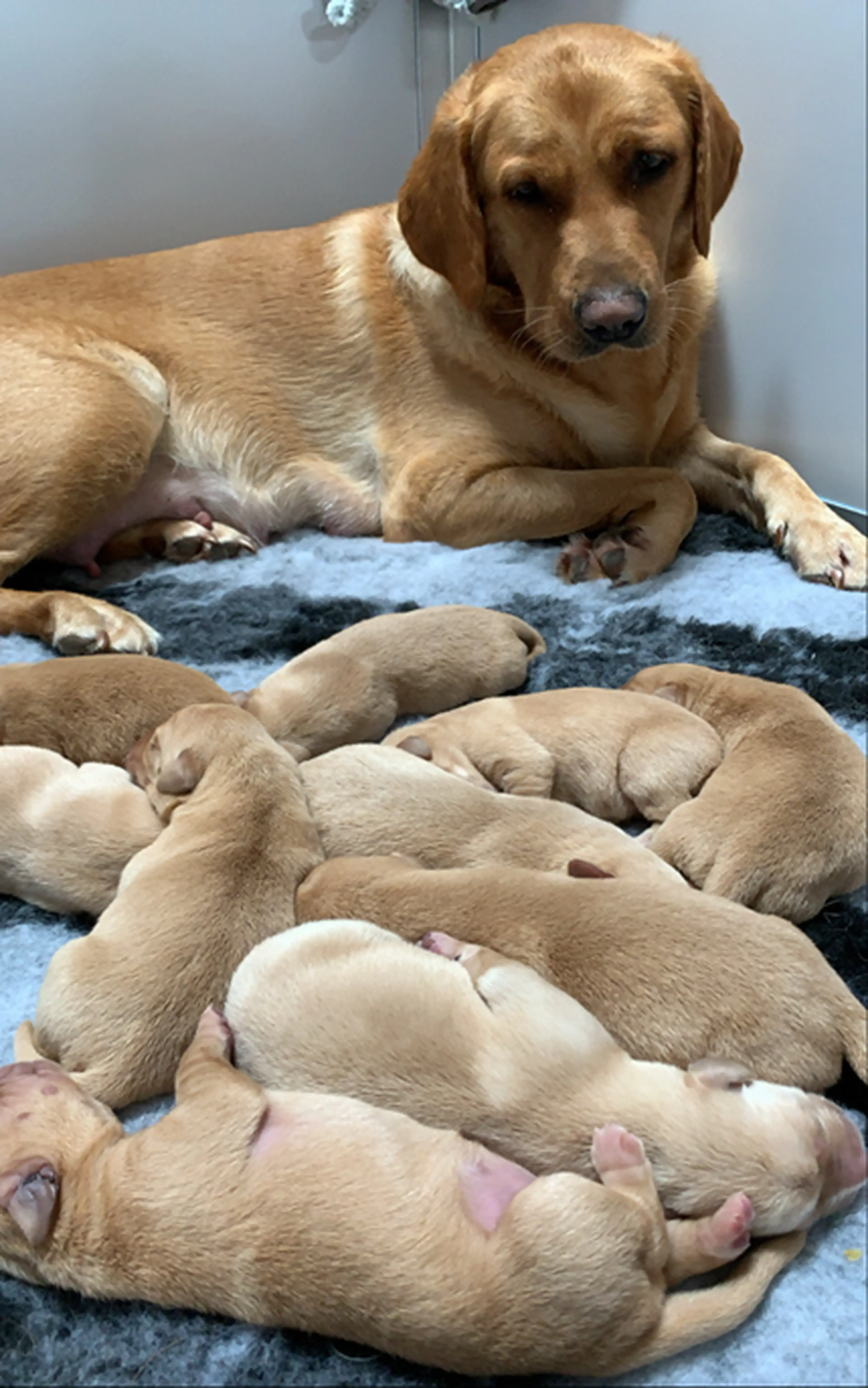 A tan-colored Labrador Retriever rests on a gray blanket while watching over her litter of newborn puppies sleeping nearby.