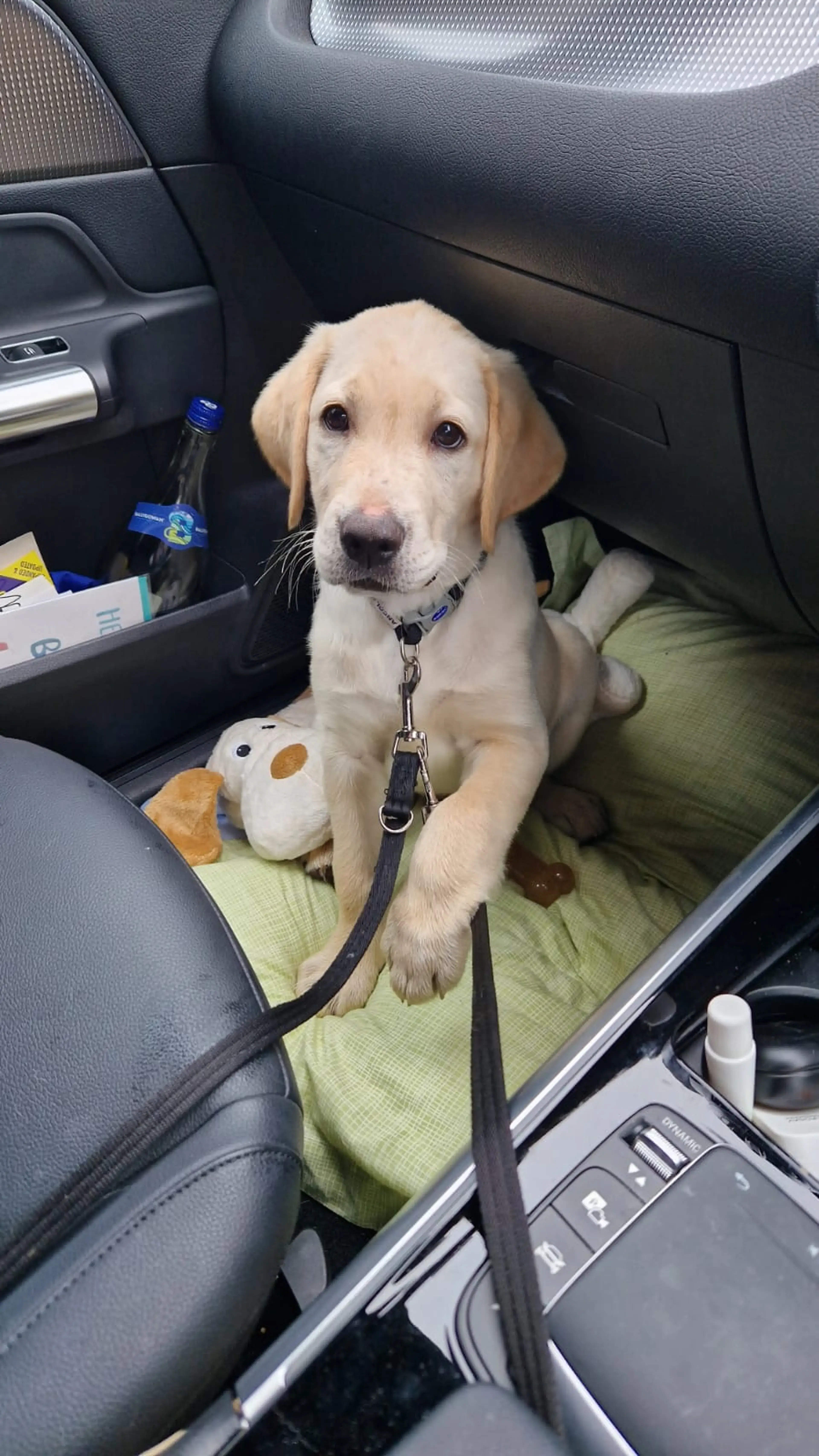 A cream-colored Labrador Retriever sits in the back seat of a car on a green mat, secured with a leash, with a toy and water bottle nearby.