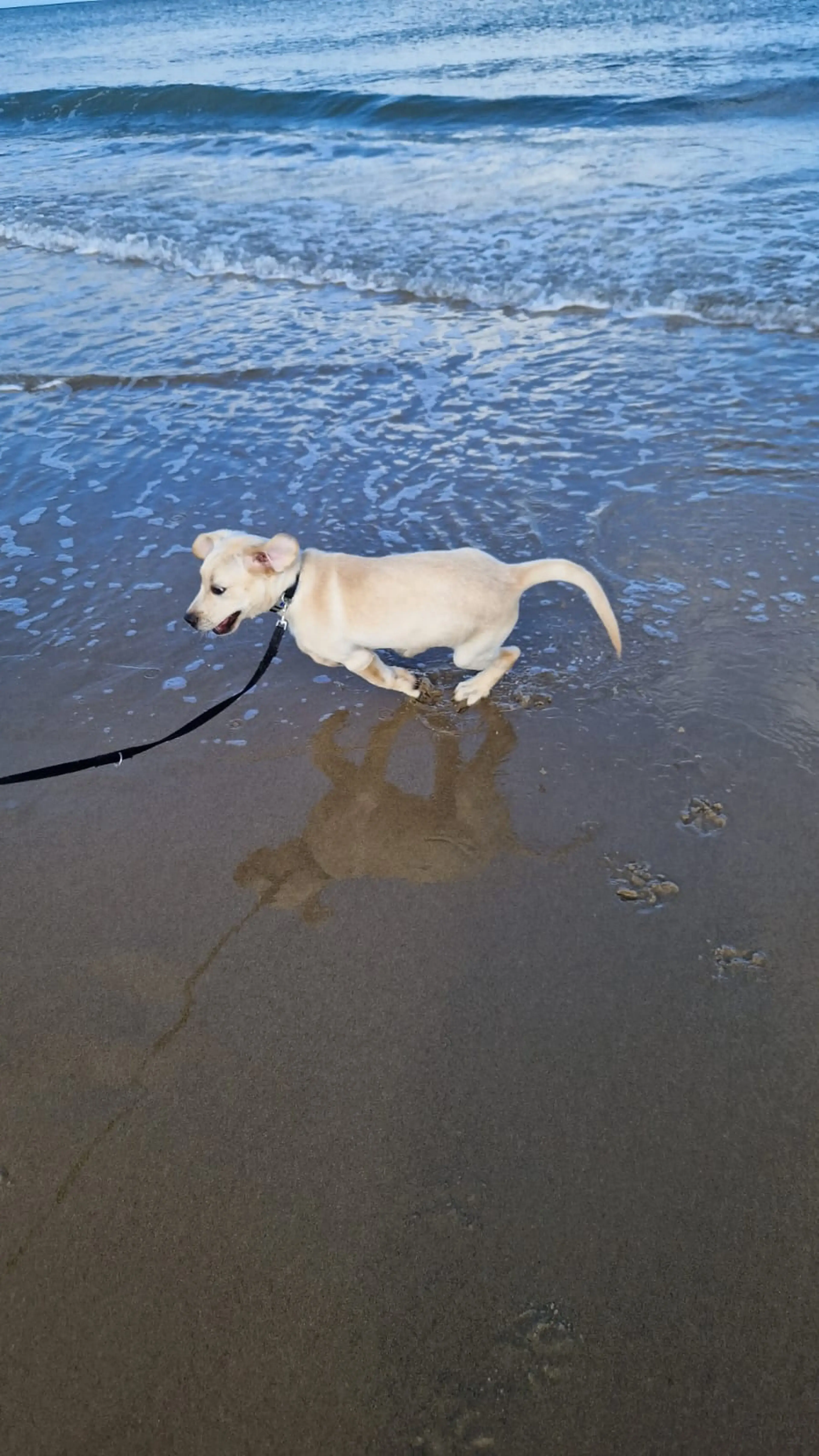 A cream-colored dog on a leash wades in the shallow water at the beach, with waves and wet sand visible in the background.