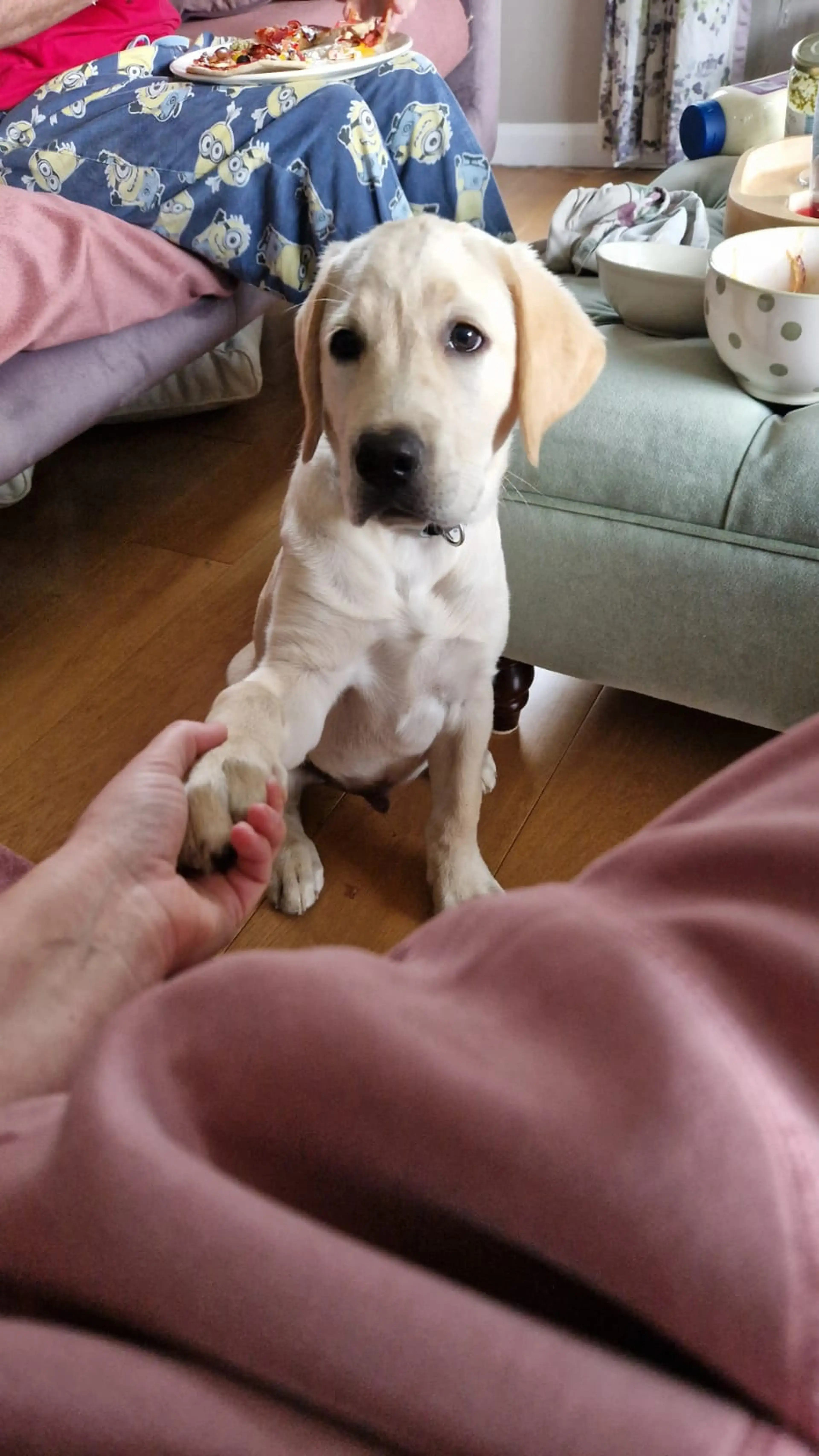 A cream-colored Labrador Retriever sits on a wooden floor indoors, looking up at the camera while being petted by someone in pink clothing, with a couch and bowls visible in the ba