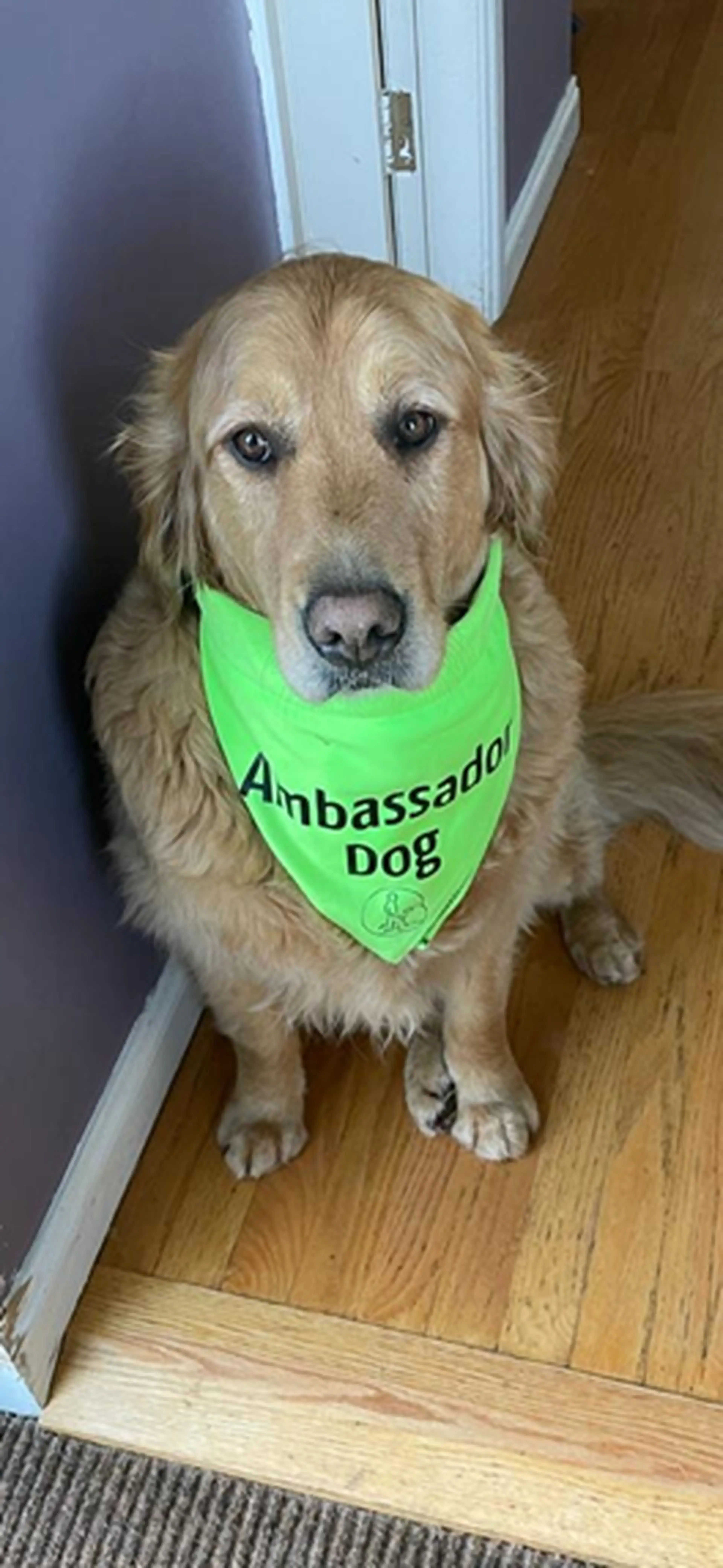 A yellow Labrador Retriever wearing a bright green "Ambassador Dog" bandana sits on a wooden floor in an indoor hallway.