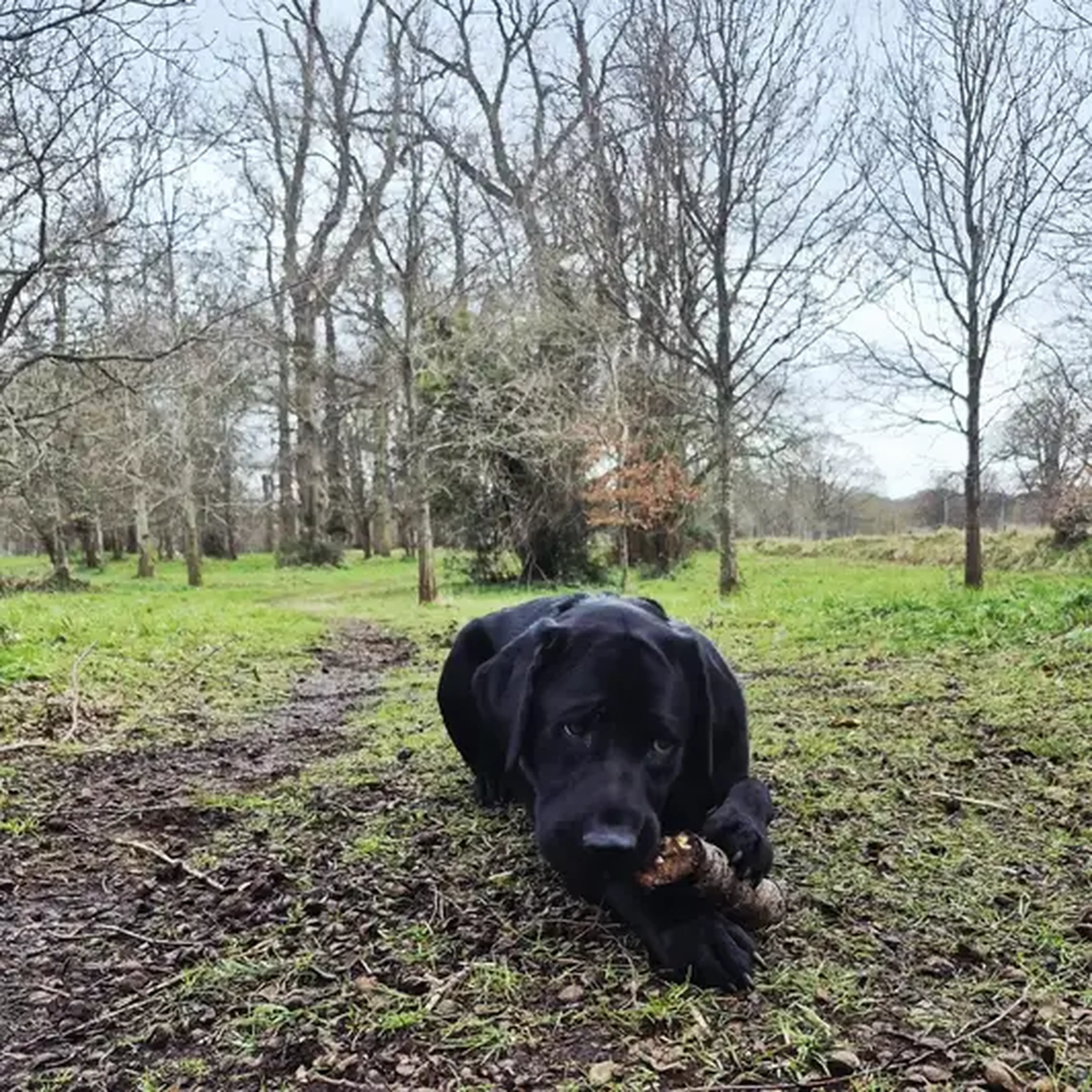 A black dog is walking on a dirt path in a green, wooded area.